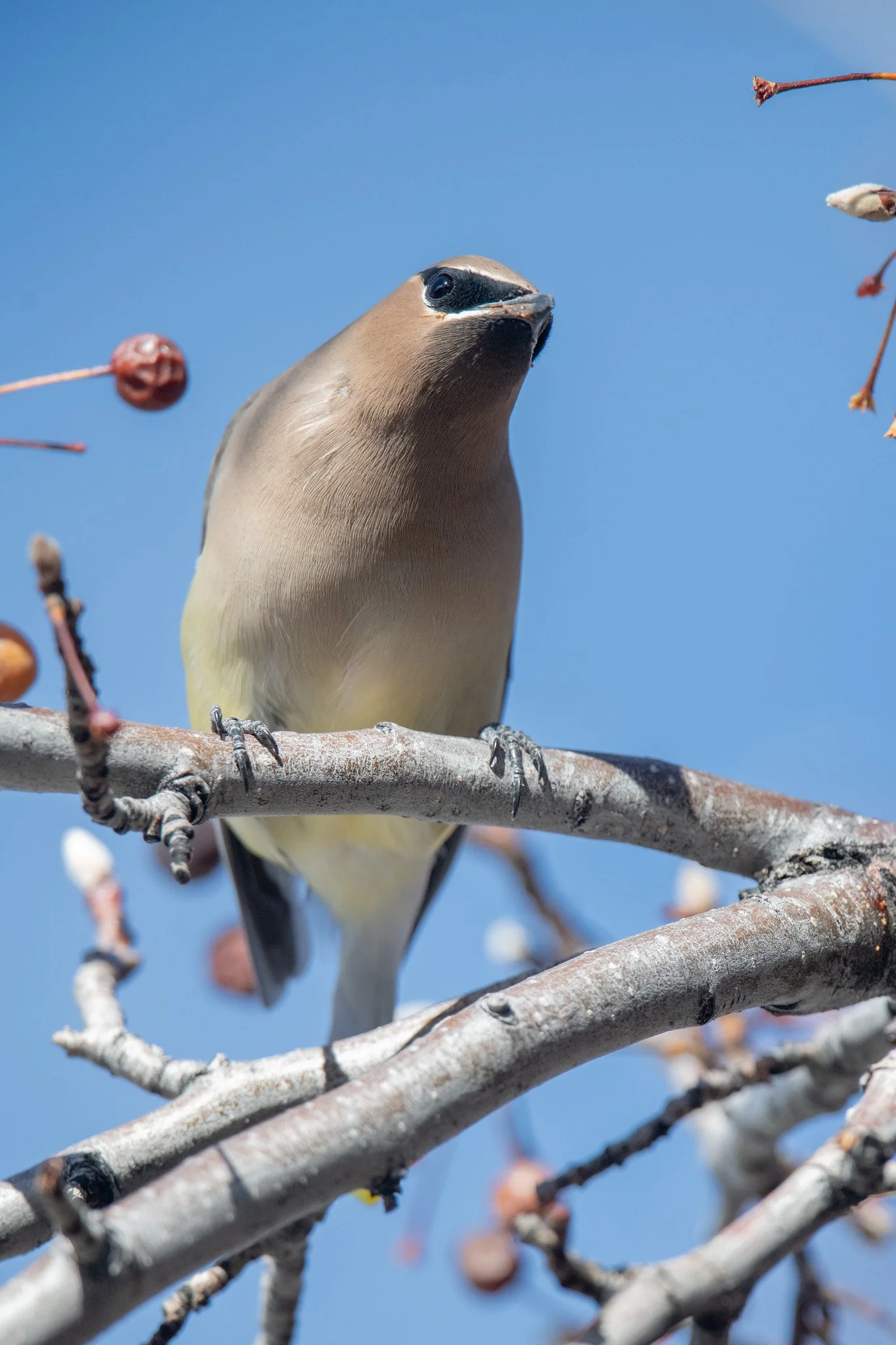 Cedar Waxwing (Bombycilla cedrorum)