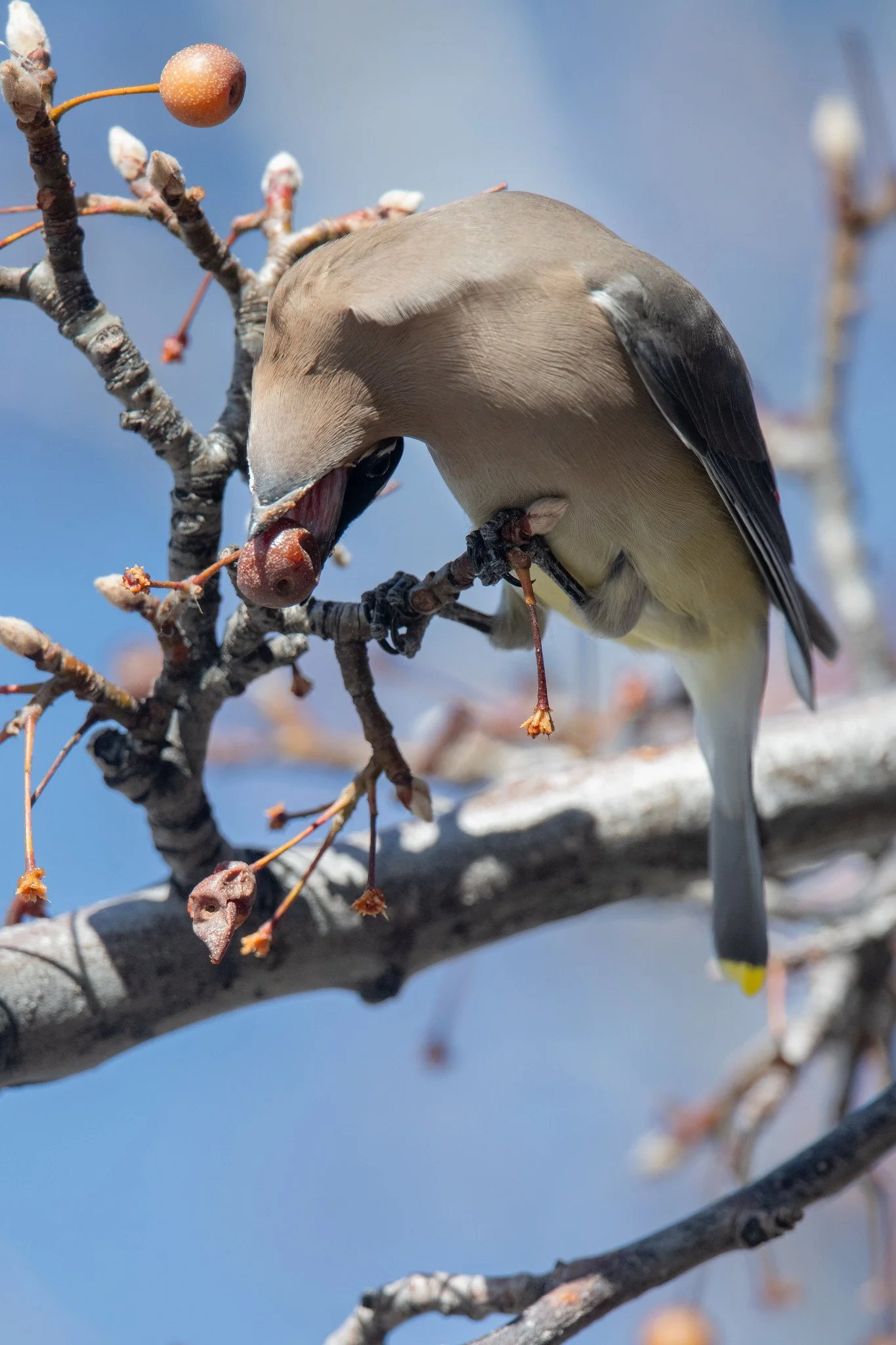 Cedar Waxwing (Bombycilla cedrorum)
