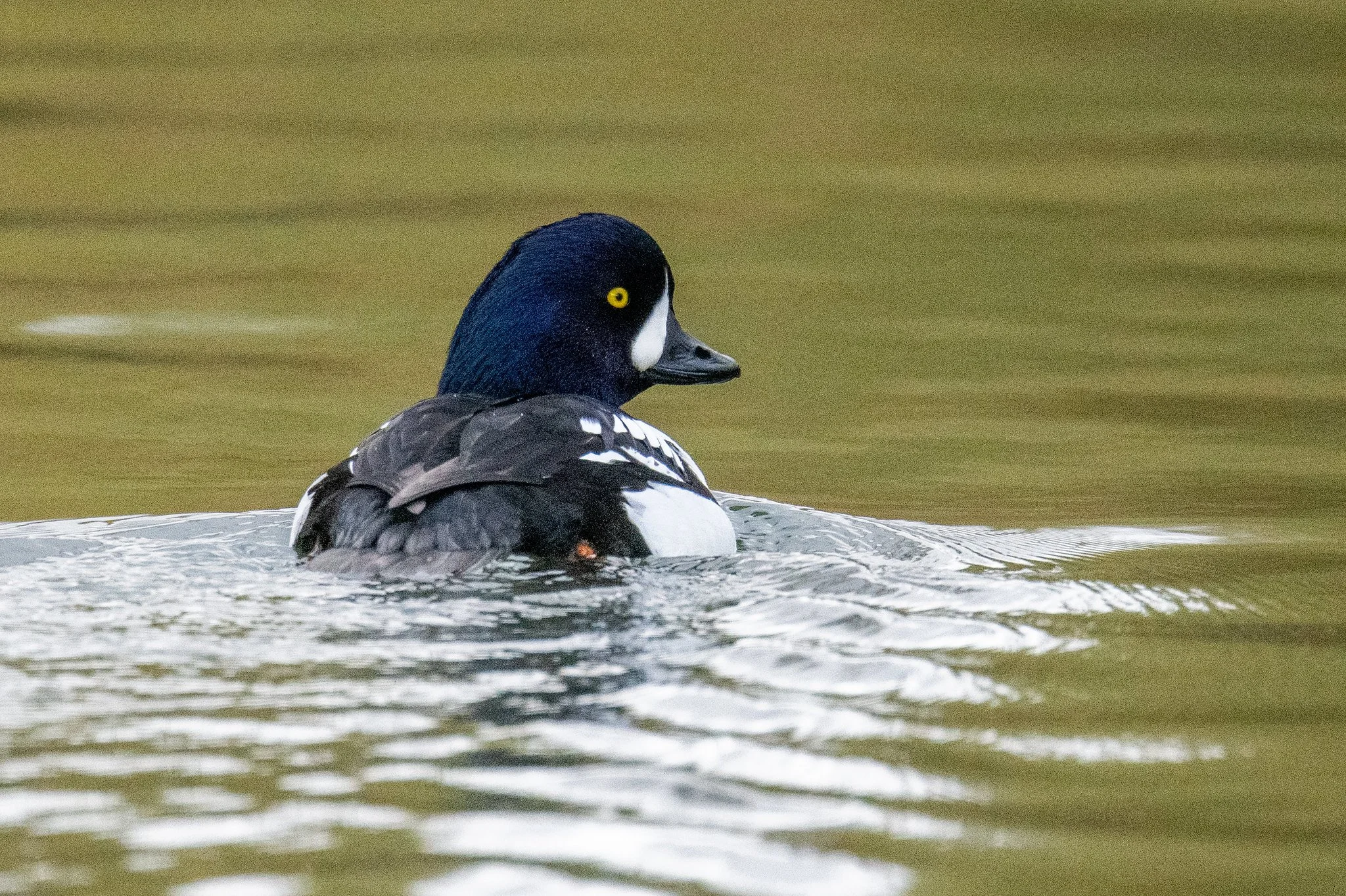 Barrow's Goldeneye (Bucephala islandica)