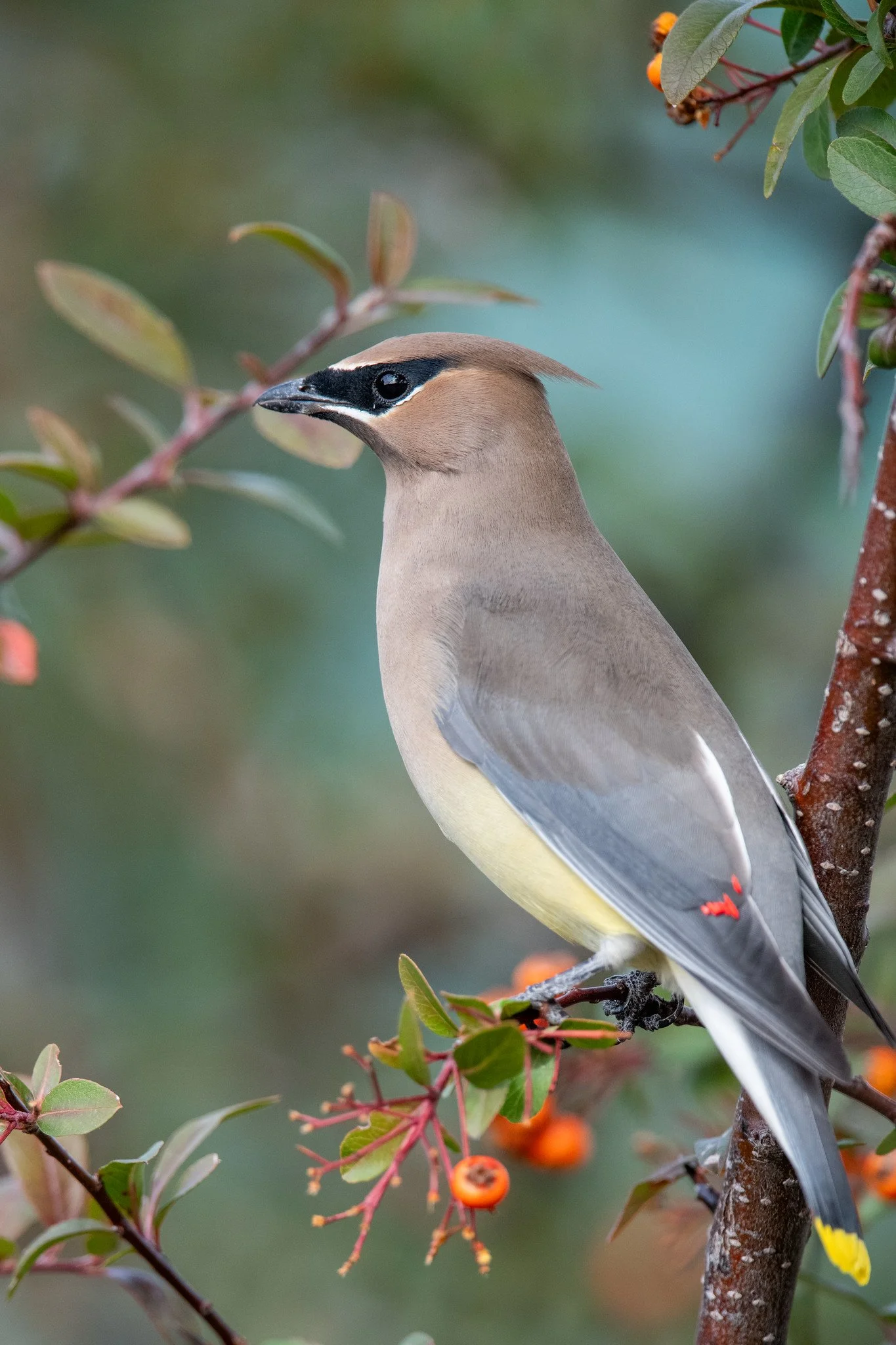 Cedar Waxwing (Bombycilla cedrorum)