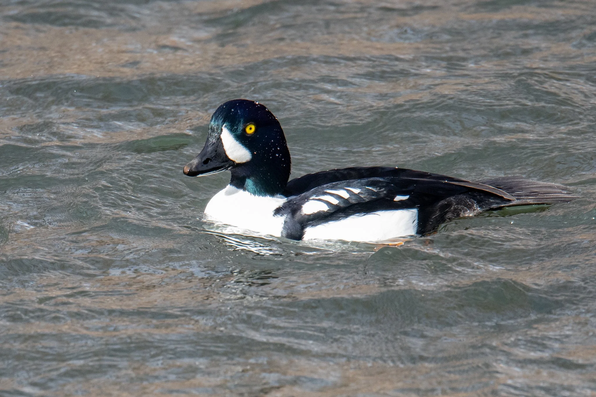 Barrow's Goldeneye (Bucephala islandica)