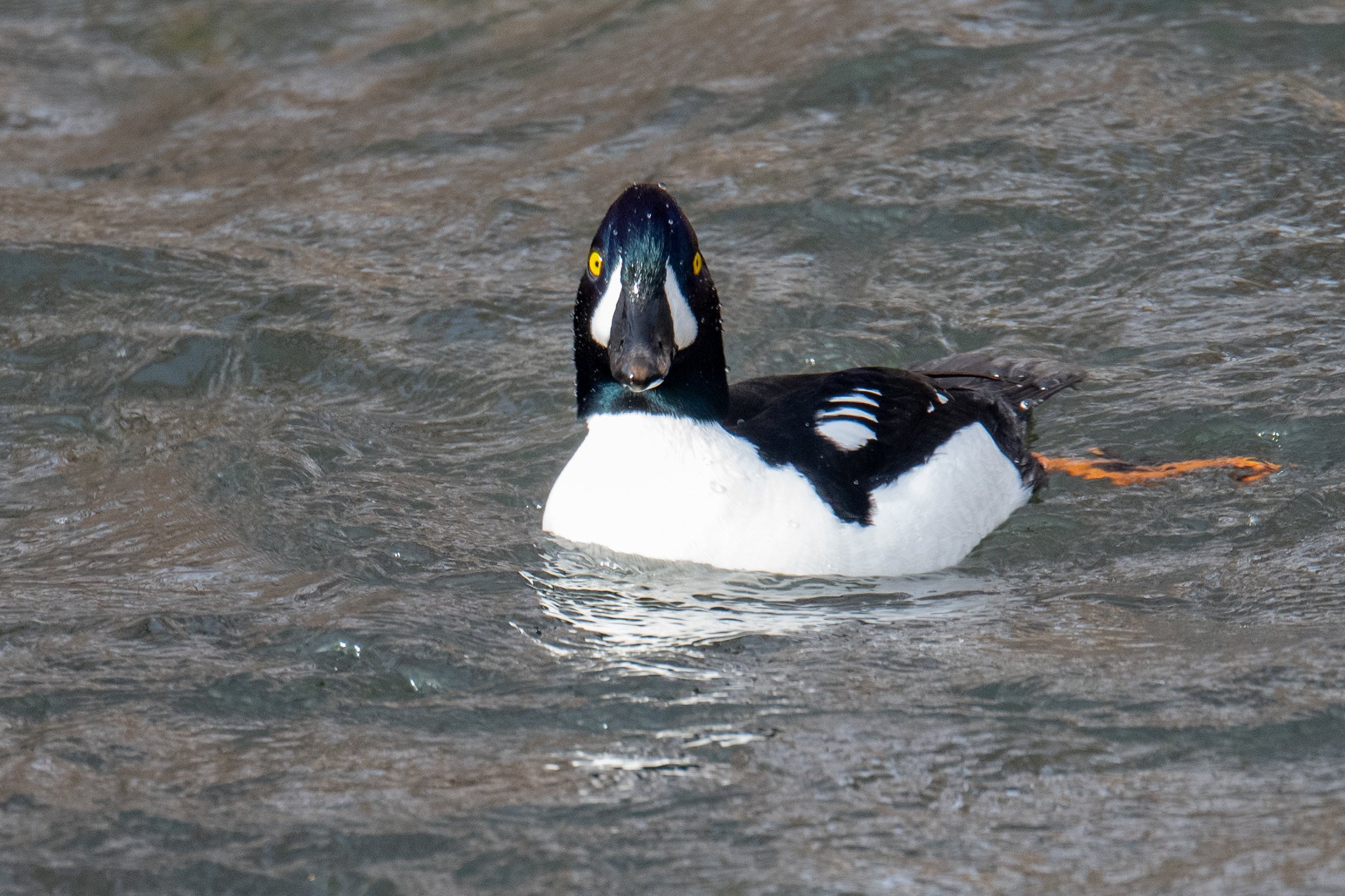 Barrow's Goldeneye (Bucephala islandica)