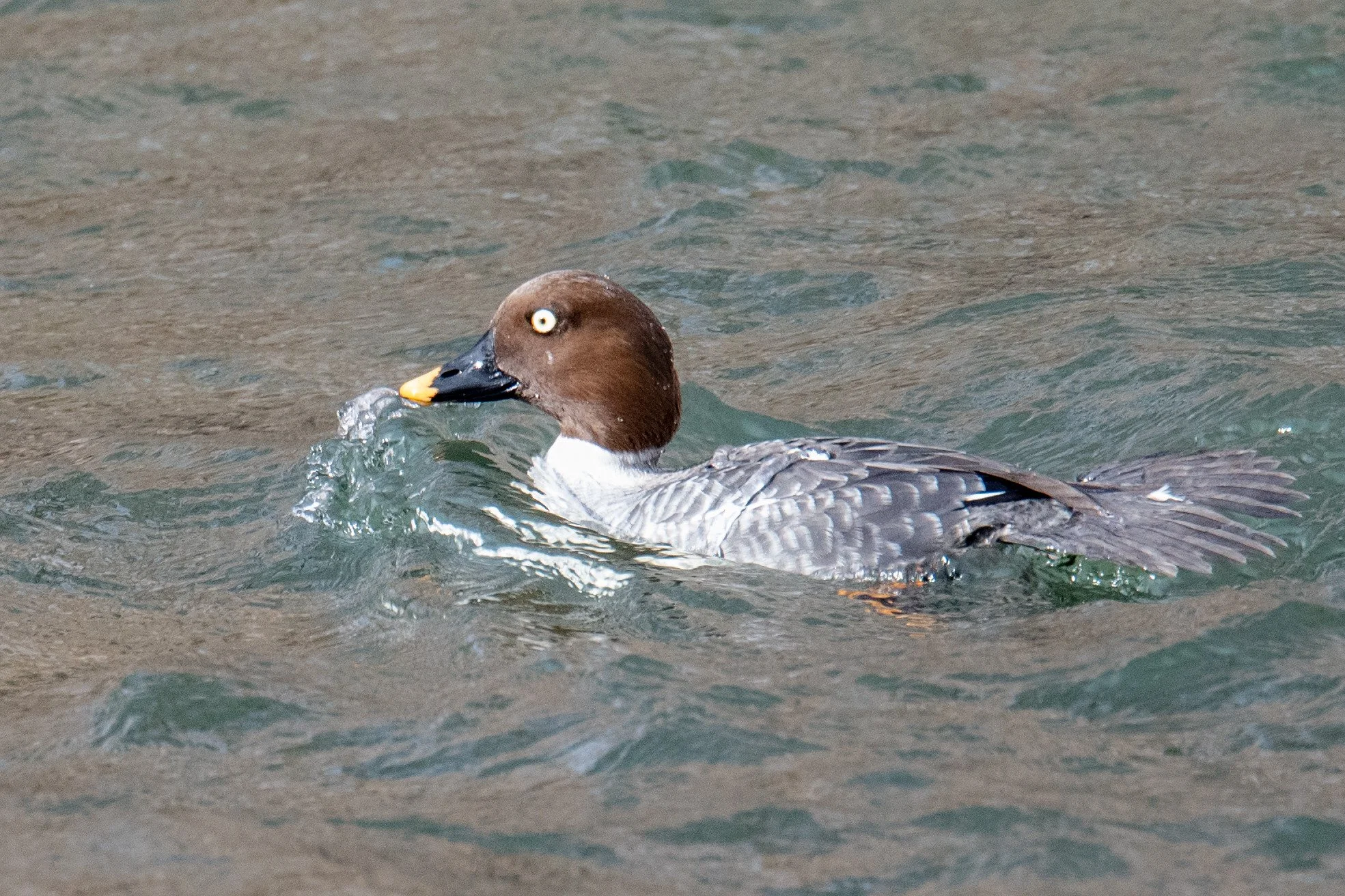 Common Goldeneye (Bucephala clangula)