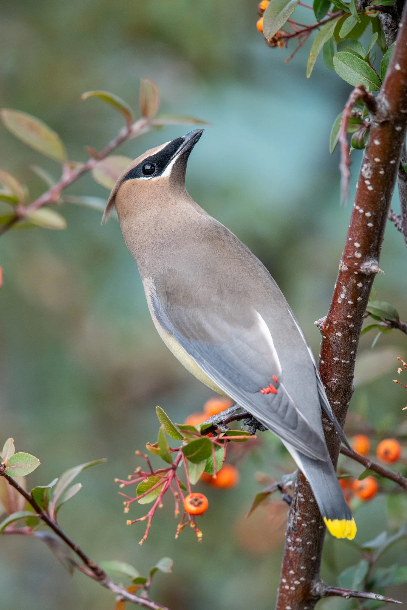 Cedar Waxwing (Bombycilla cedrorum)