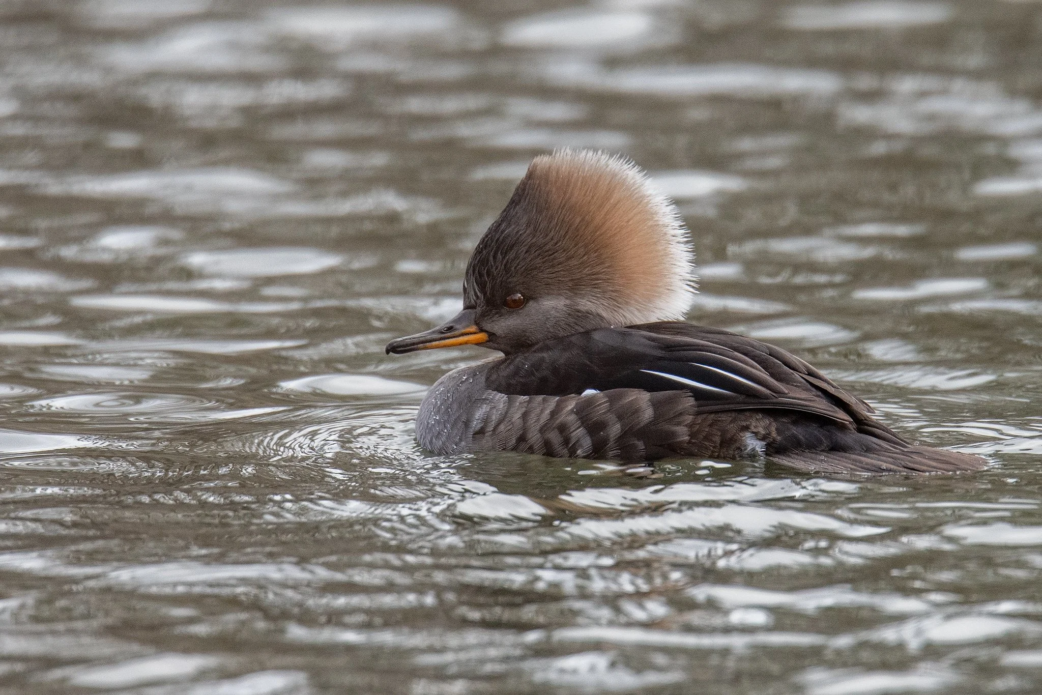 Hooded Merganser (Lophodytes cucullatus)