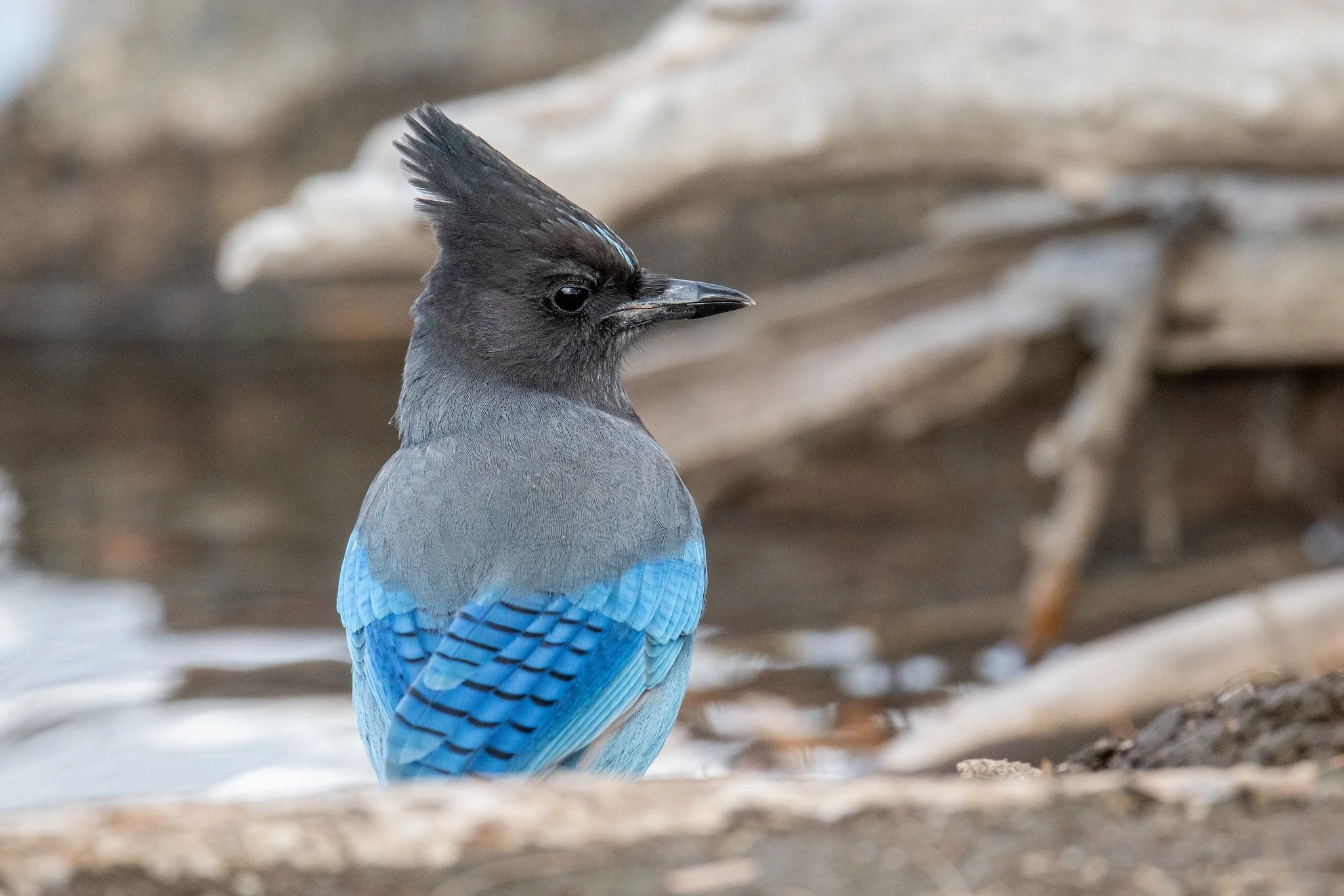 Steller's Jay (Cyanocitta stelleri)