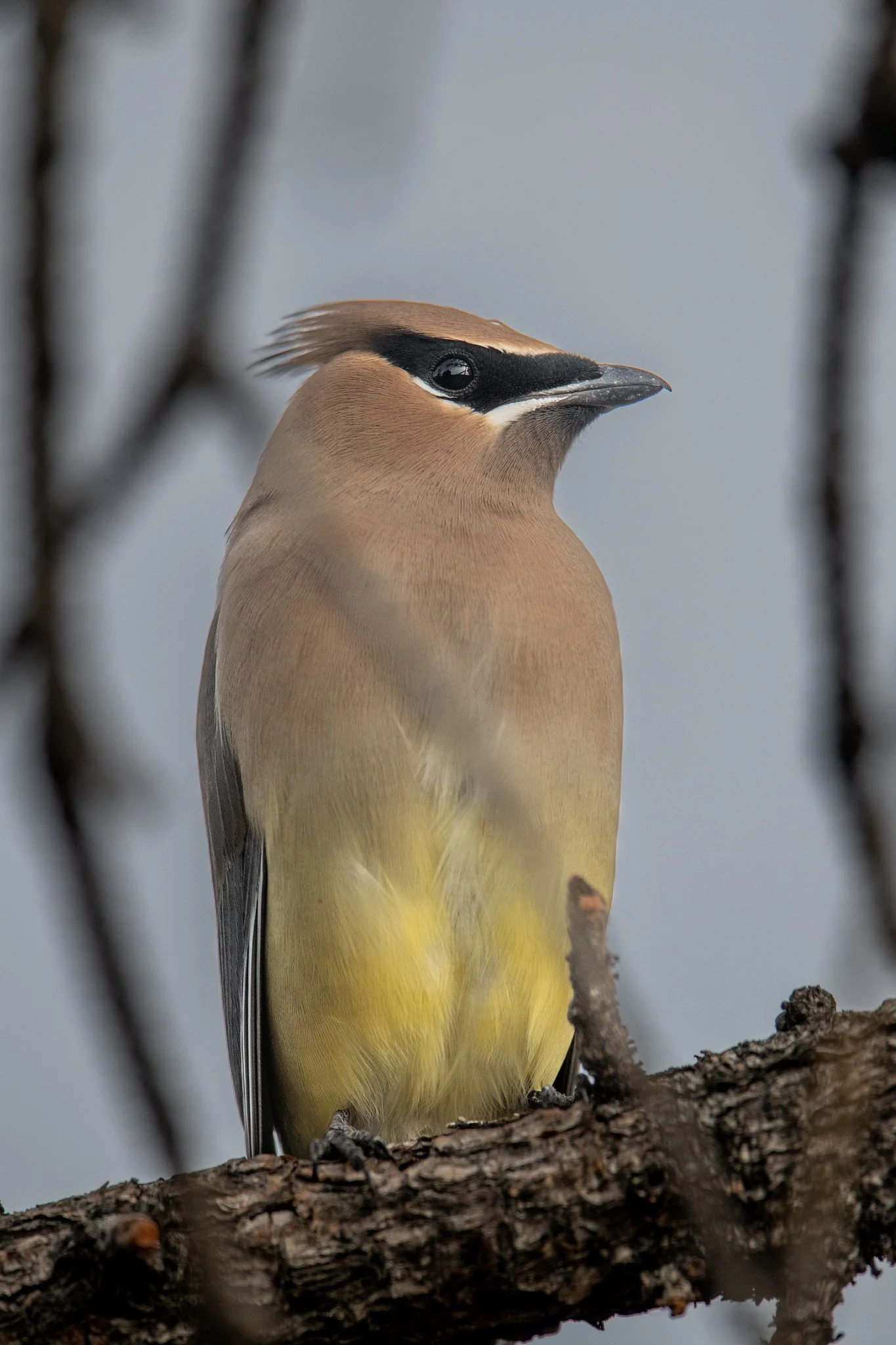 Cedar Waxwing (Bombycilla cedrorum)