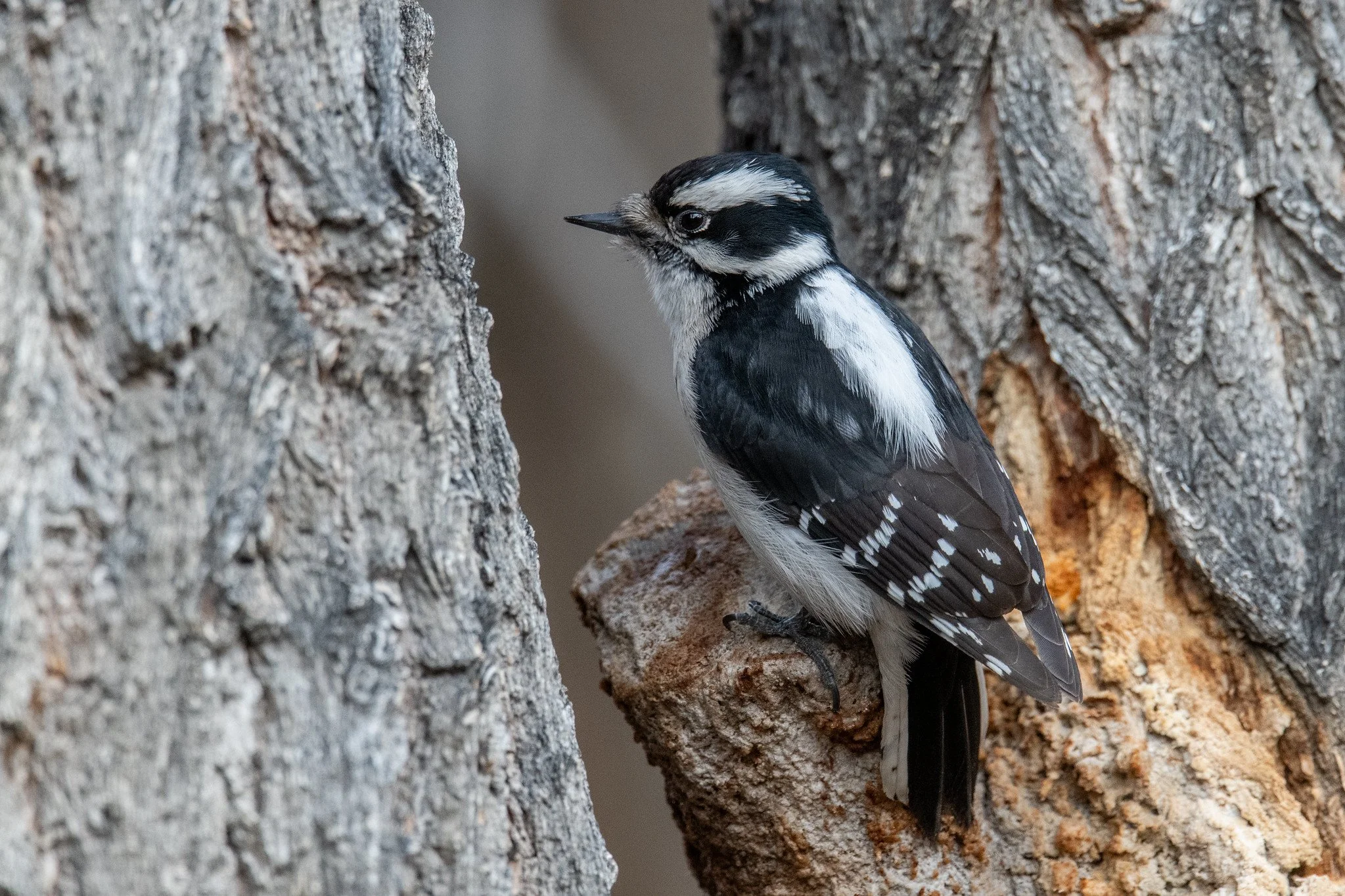 Downy Woodpecker (Dryobates pubescens)