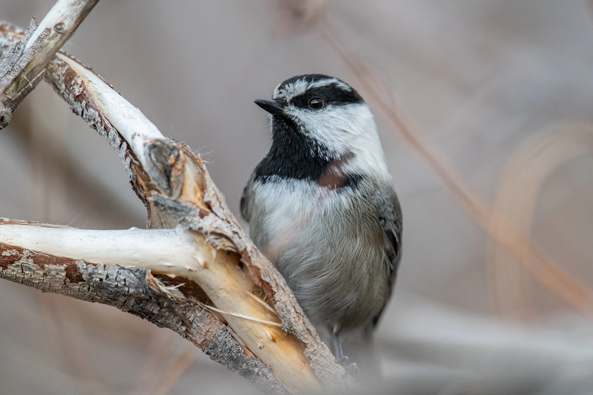 Mountain Chickadee (Poecile gambeli)