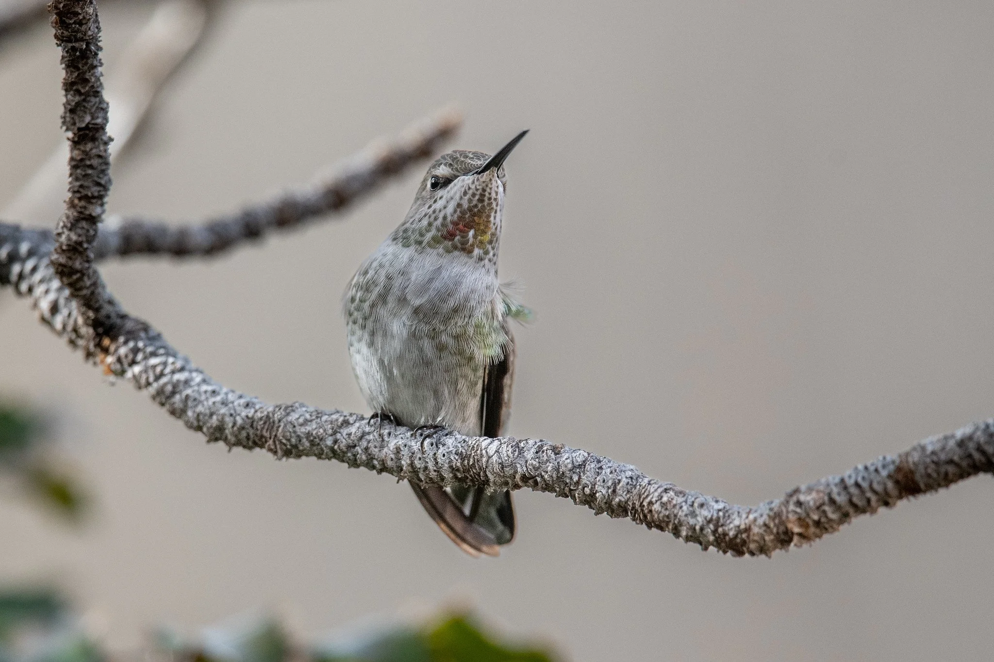 Anna's Hummingbird (Calypte anna)