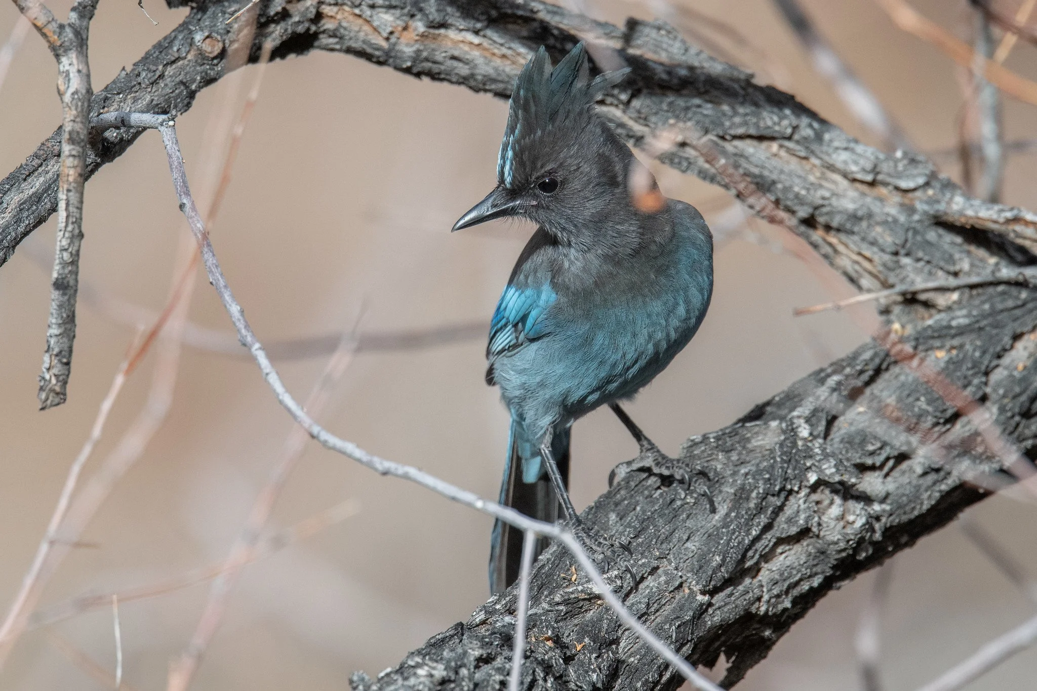 Steller's Jay (Cyanocitta stelleri)