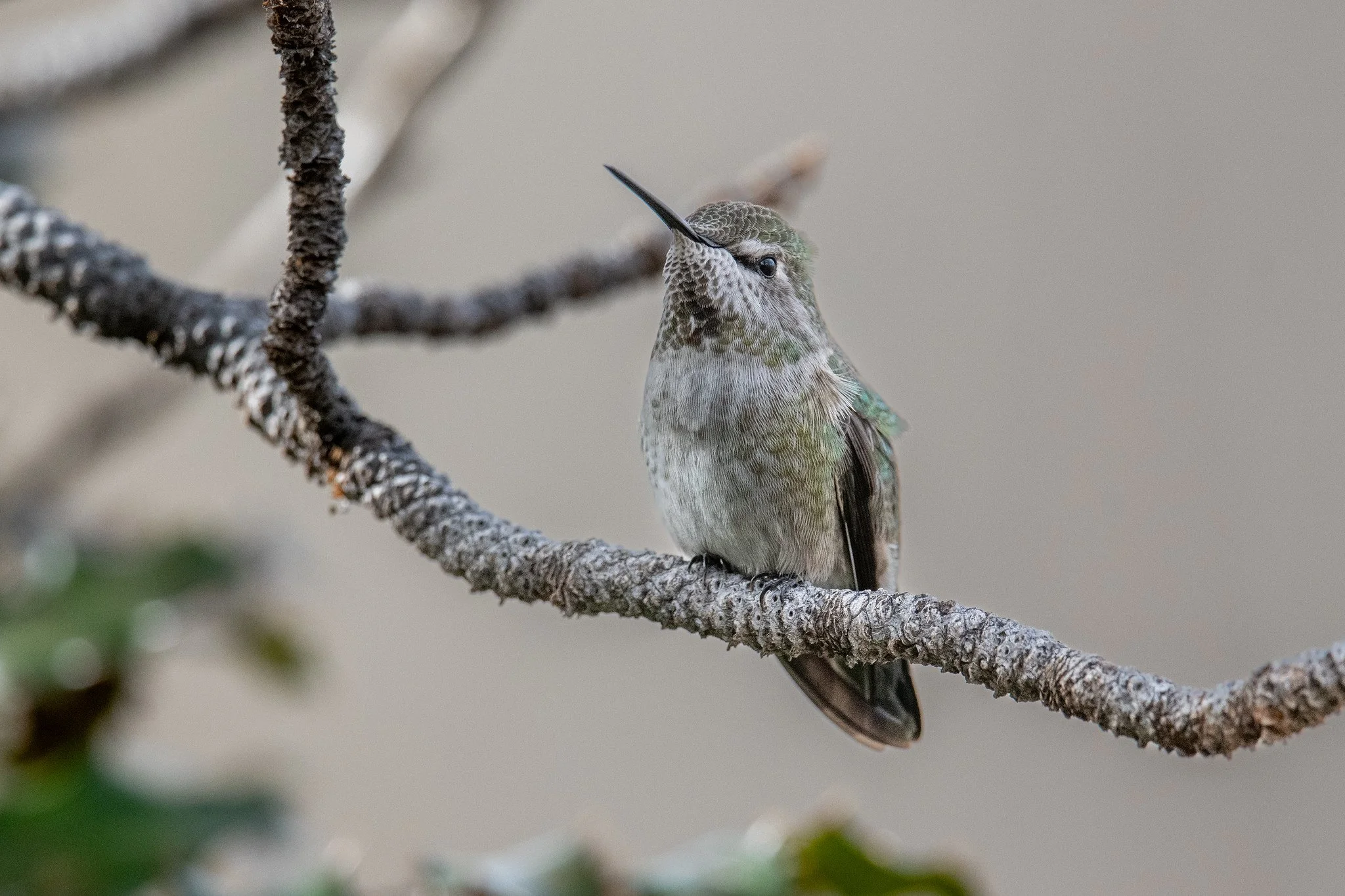 Anna's Hummingbird (Calypte anna)
