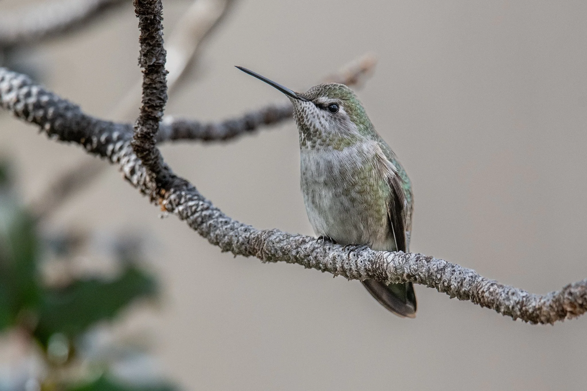 Anna's Hummingbird (Calypte anna)