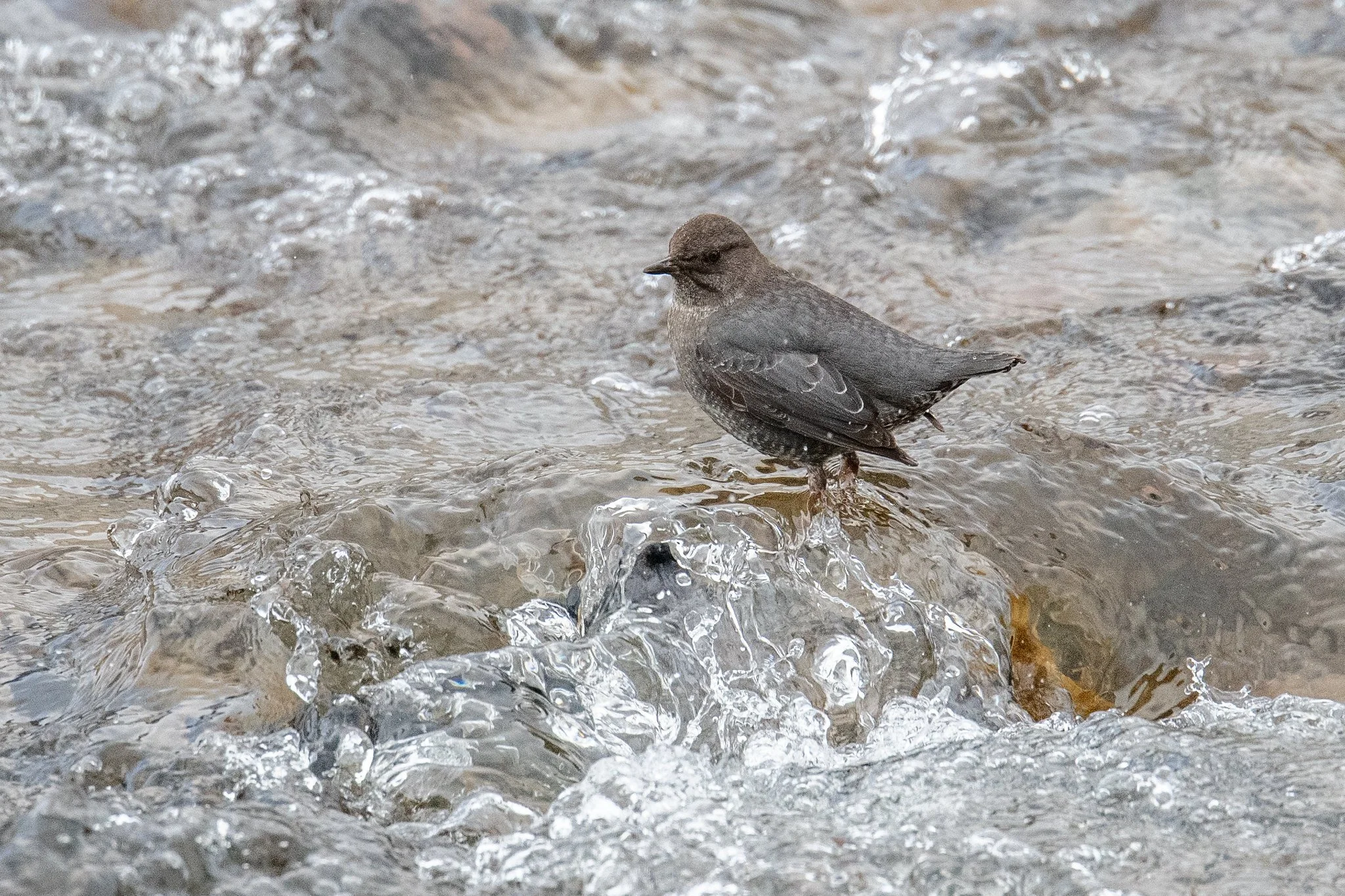 American Dipper (Cinclus mexicanus)