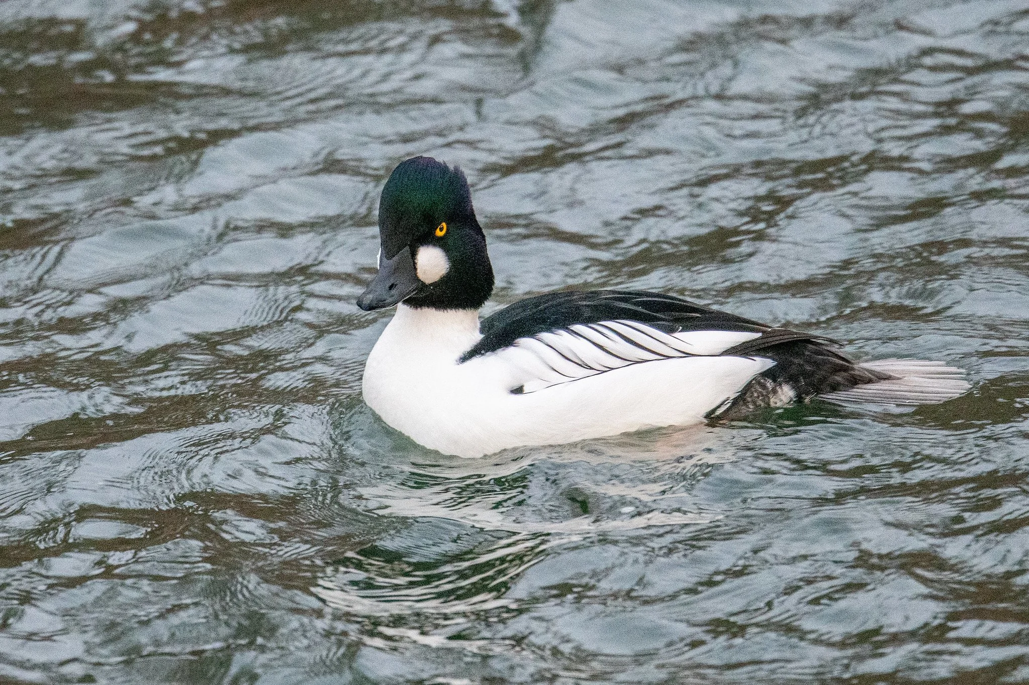Common Goldeneye (Bucephala clangula)
