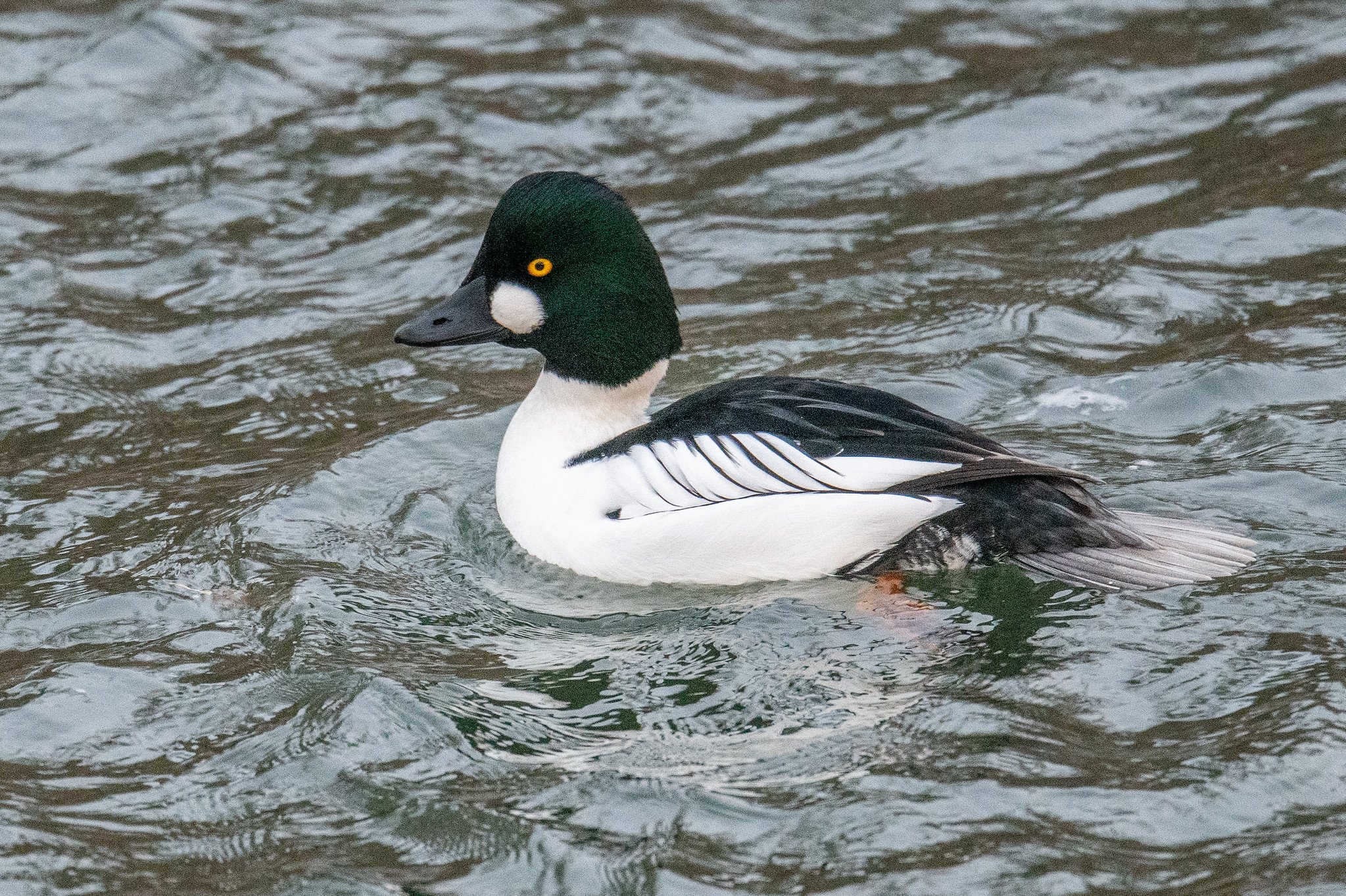 Common Goldeneye (Bucephala clangula)