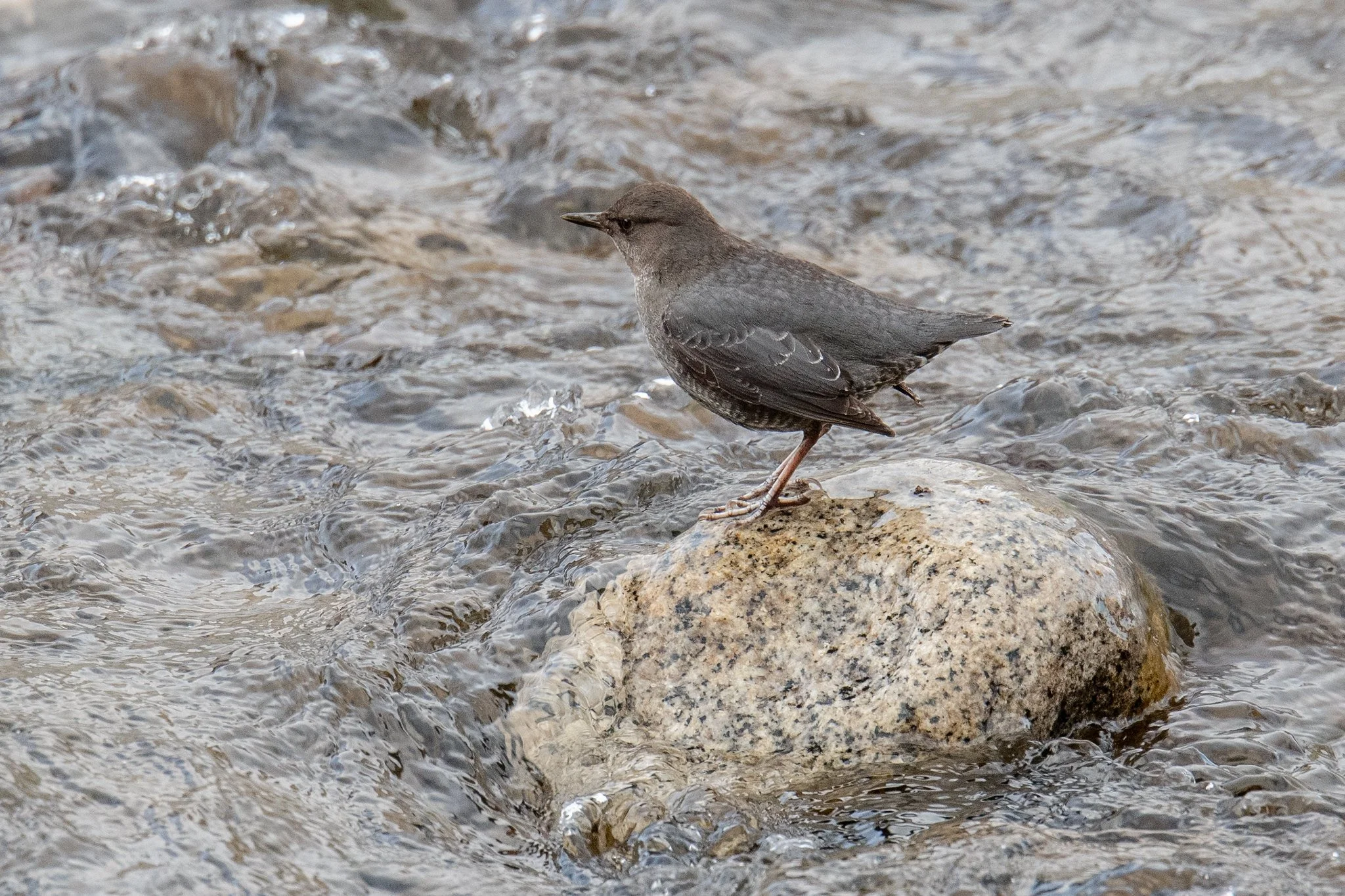American Dipper (Cinclus mexicanus)