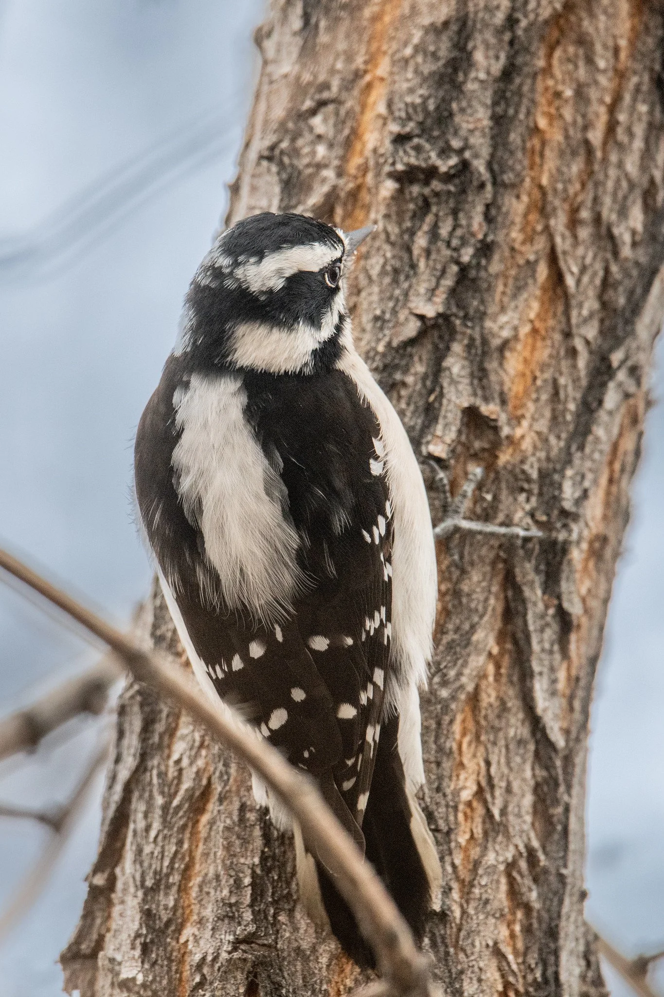 Downy Woodpecker (Dryobates pubescens)