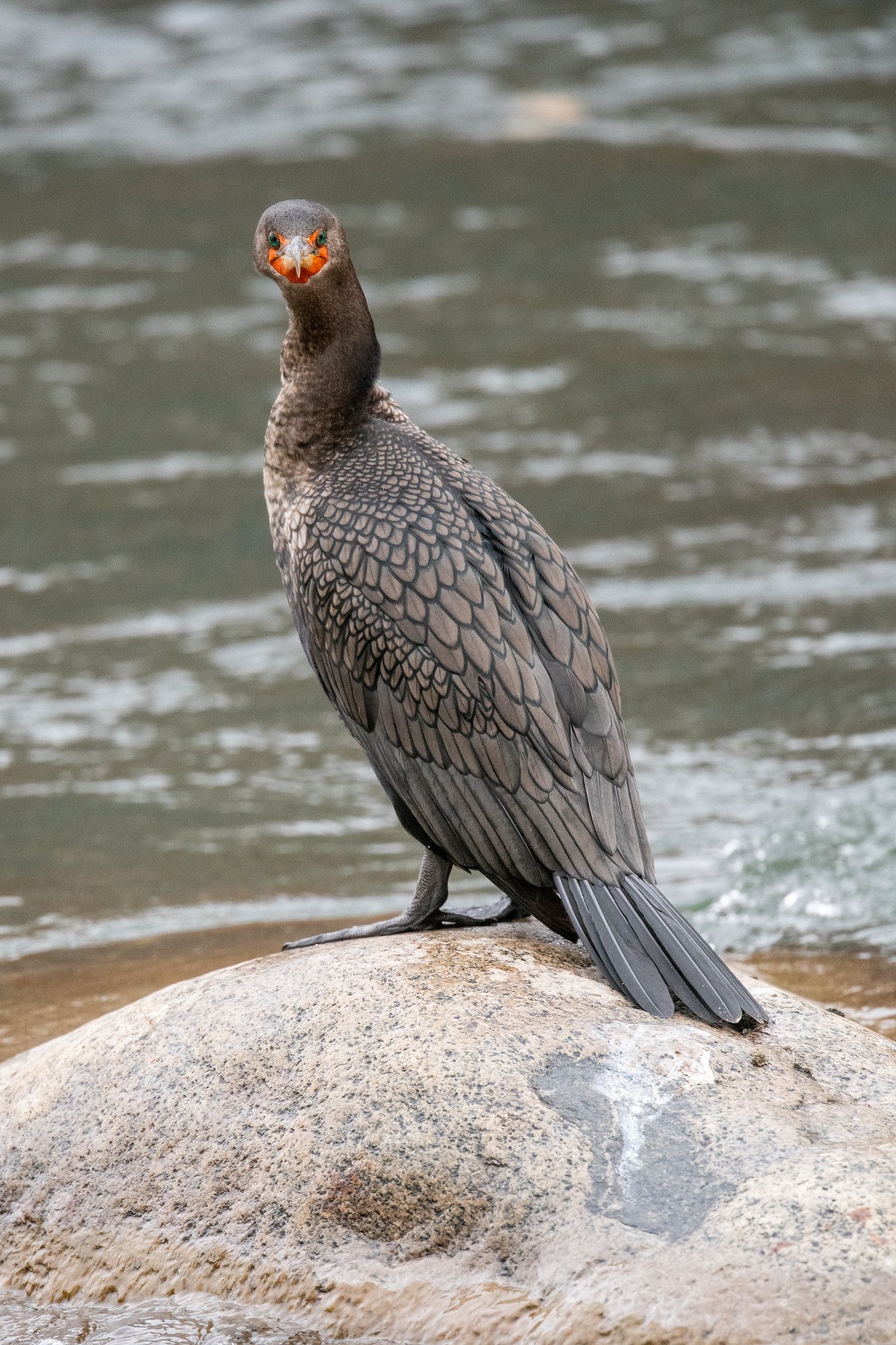 Double-crested Cormorant (Nannopterum auritum)