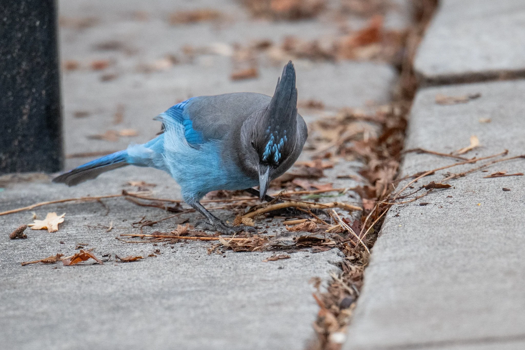 Steller's Jay (Cyanocitta stelleri)
