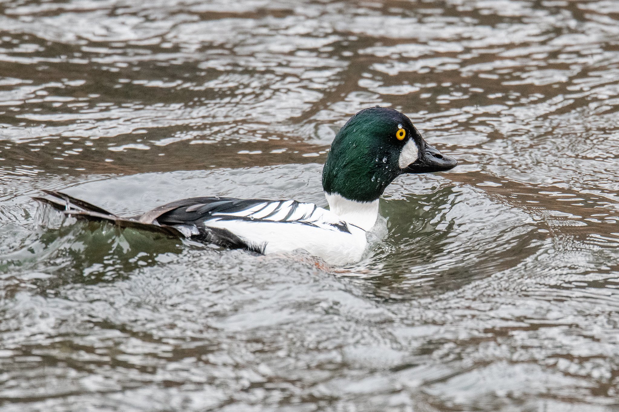Common Goldeneye (Bucephala clangula)