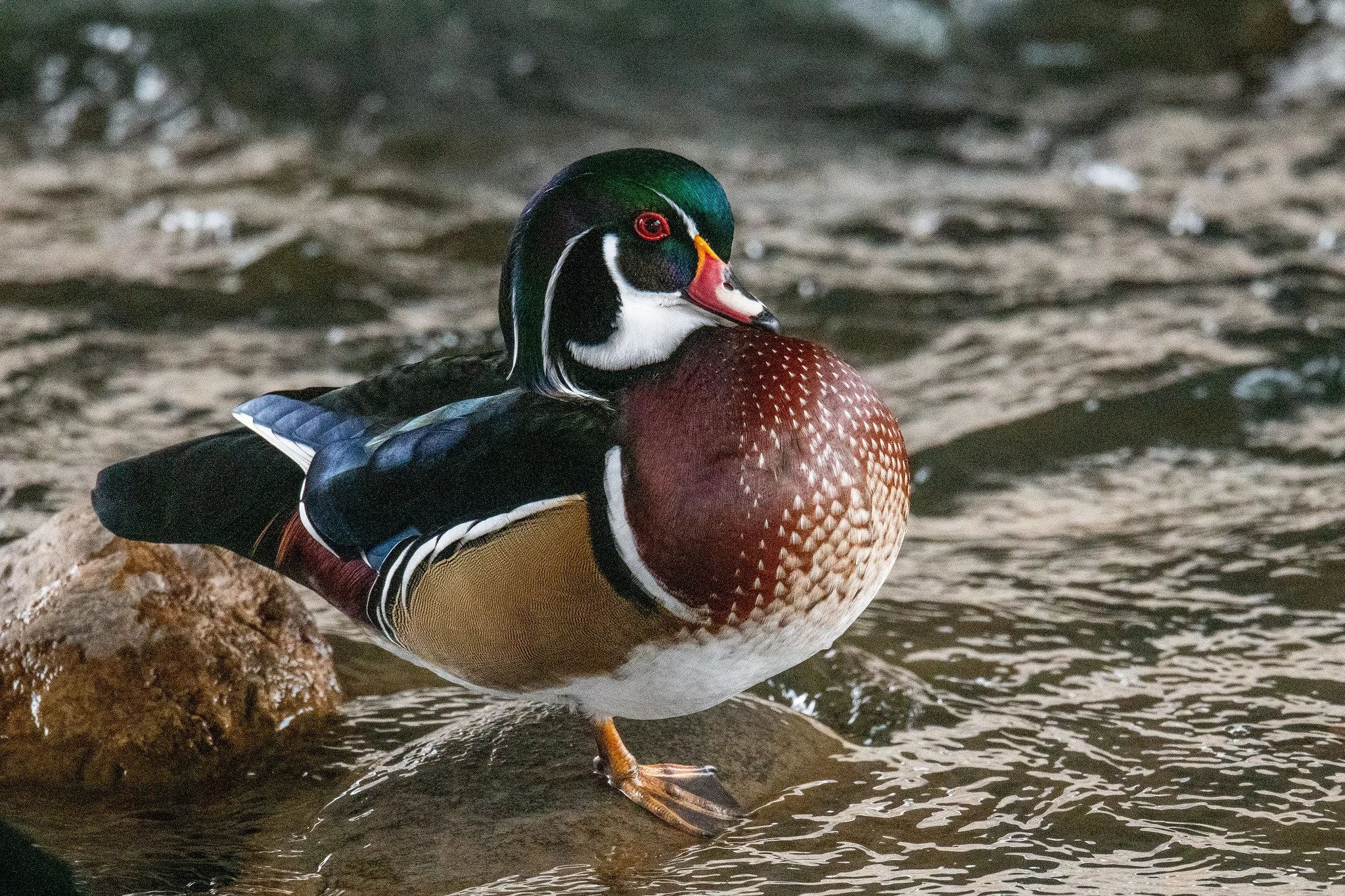Wood Duck (Aix sponsa)