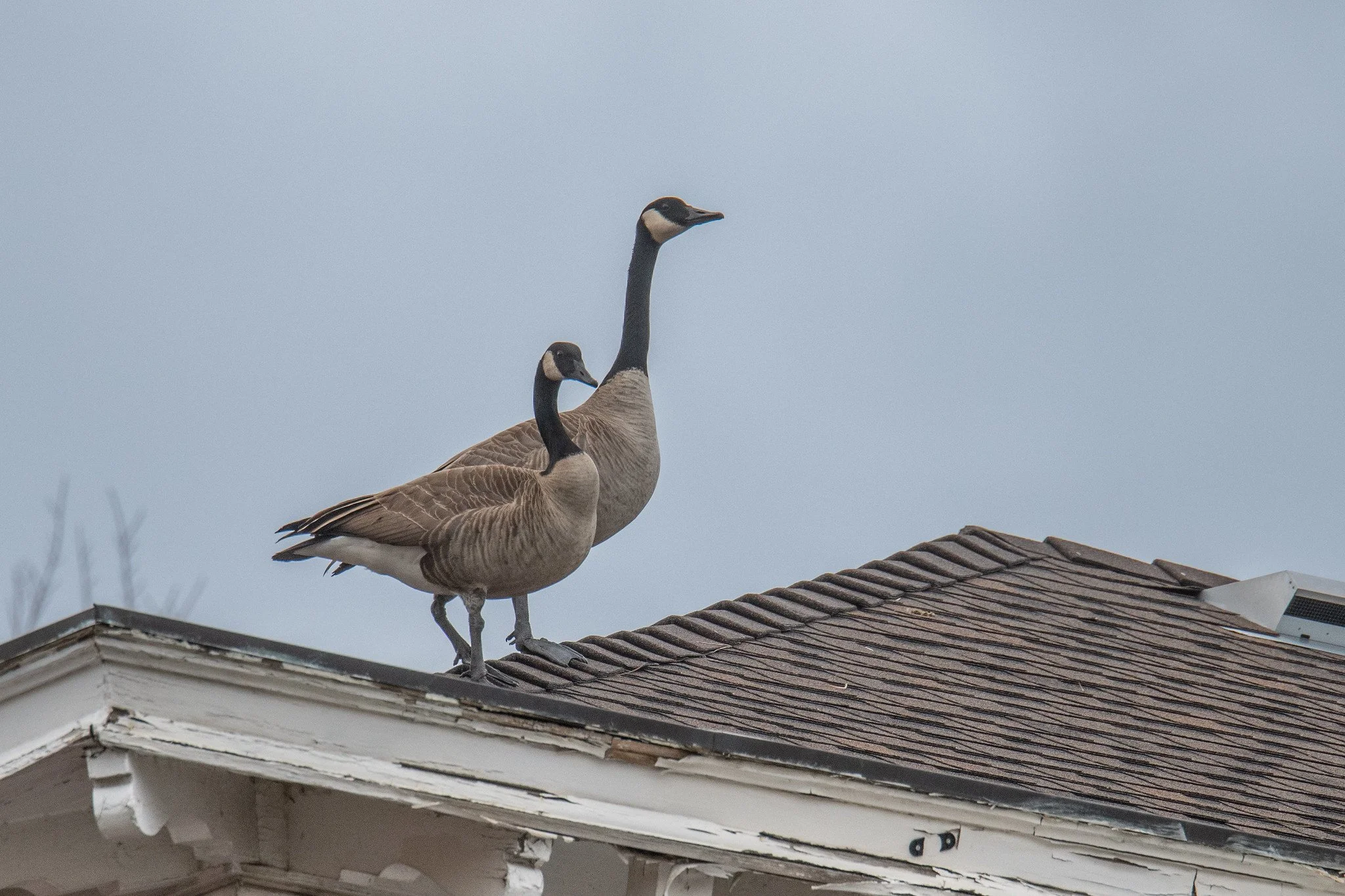 Canada Goose (Branta canadensis)