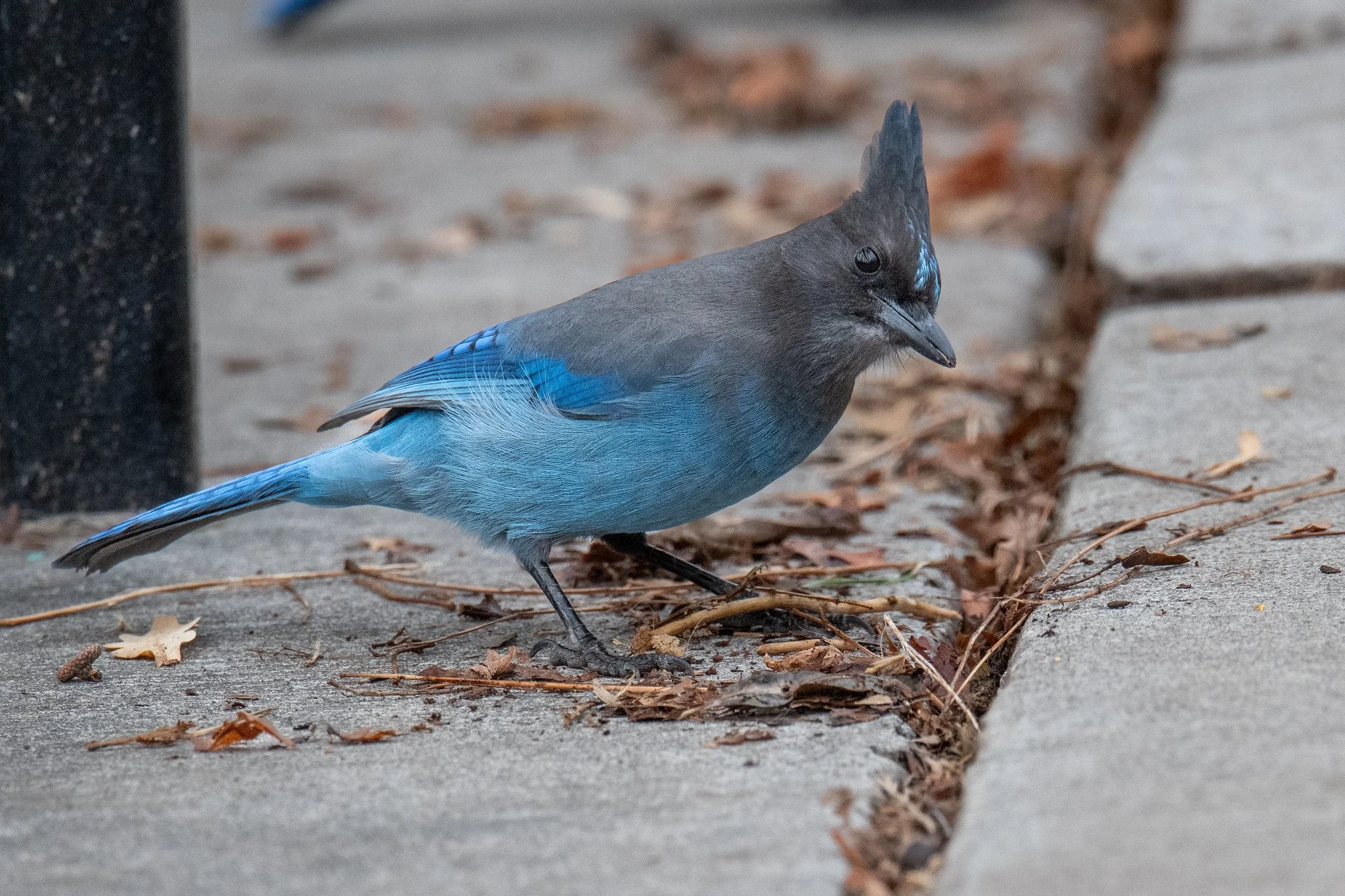 Steller's Jay (Cyanocitta stelleri)
