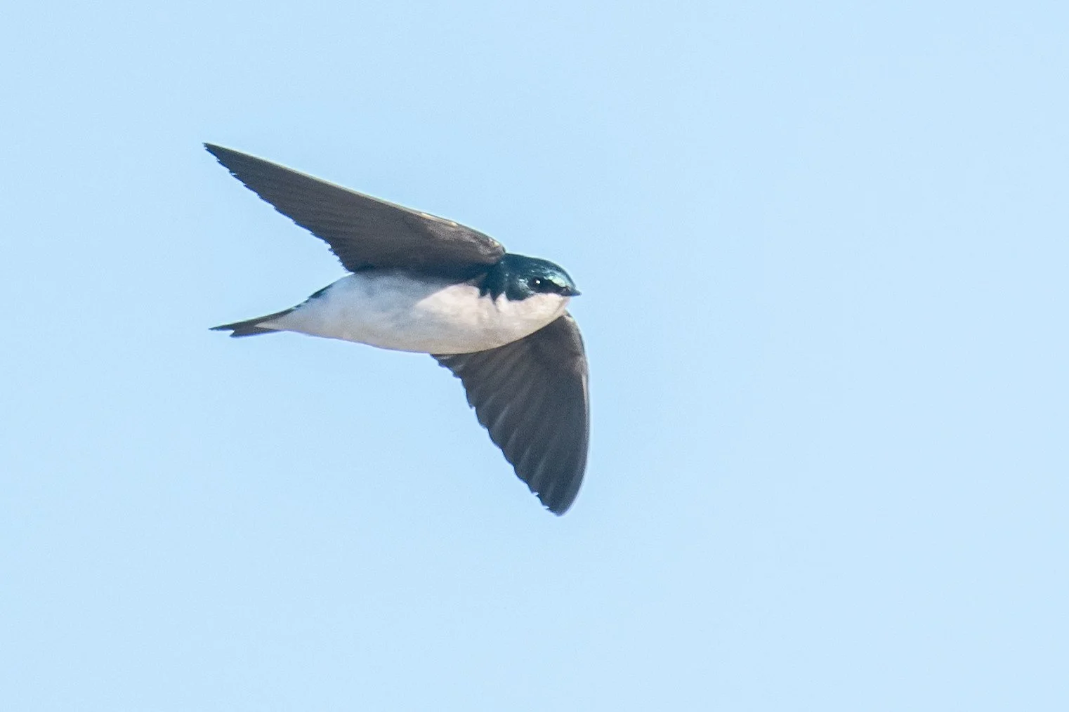 Tree Swallow (Tachycineta bicolor)