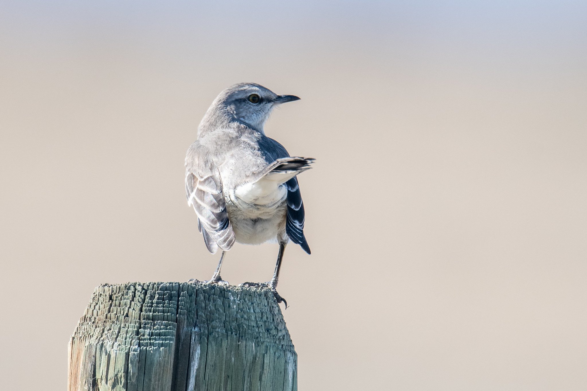 Northern Mockingbird (Mimus polyglottos)