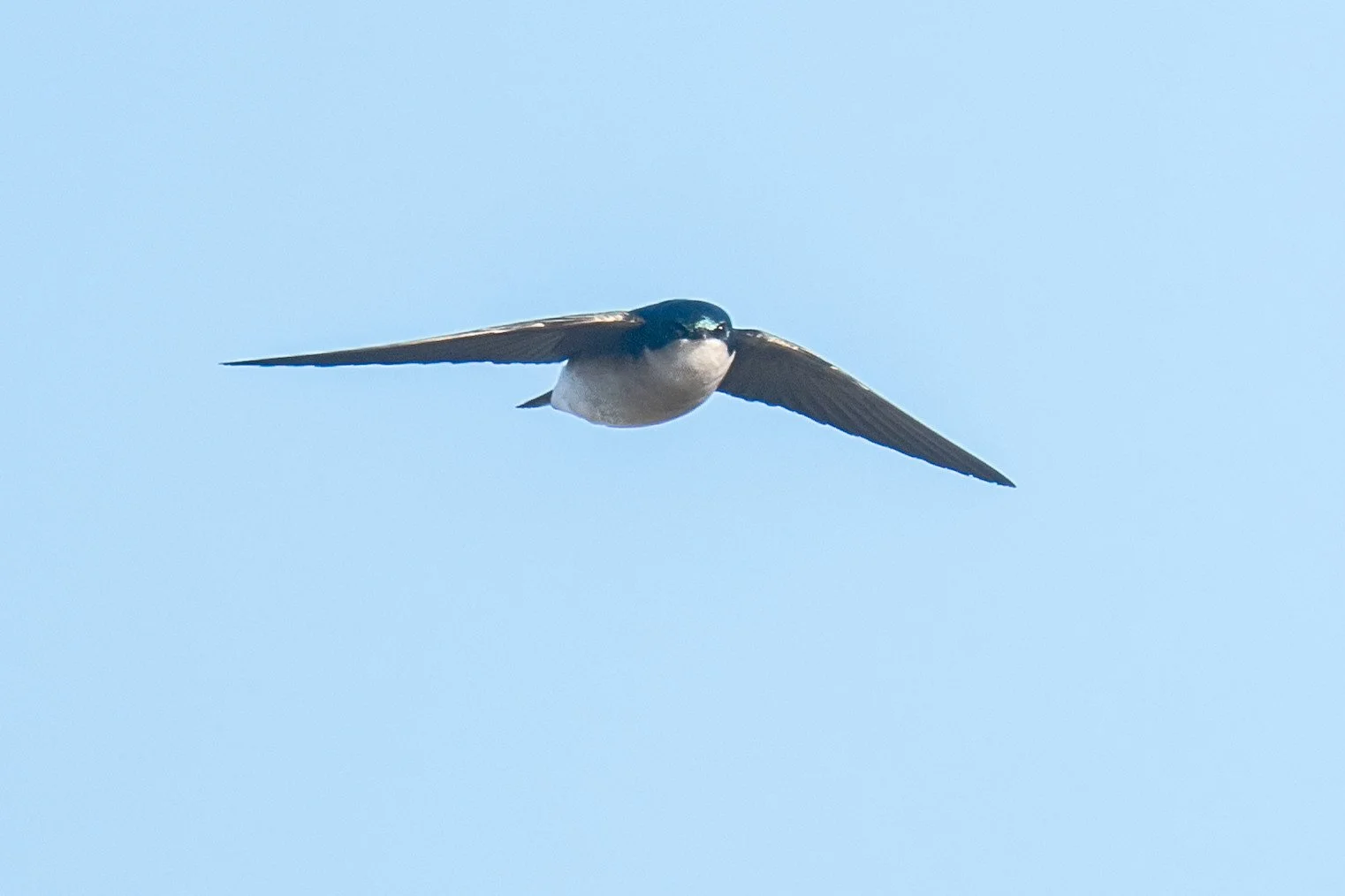 Tree Swallow (Tachycineta bicolor)
