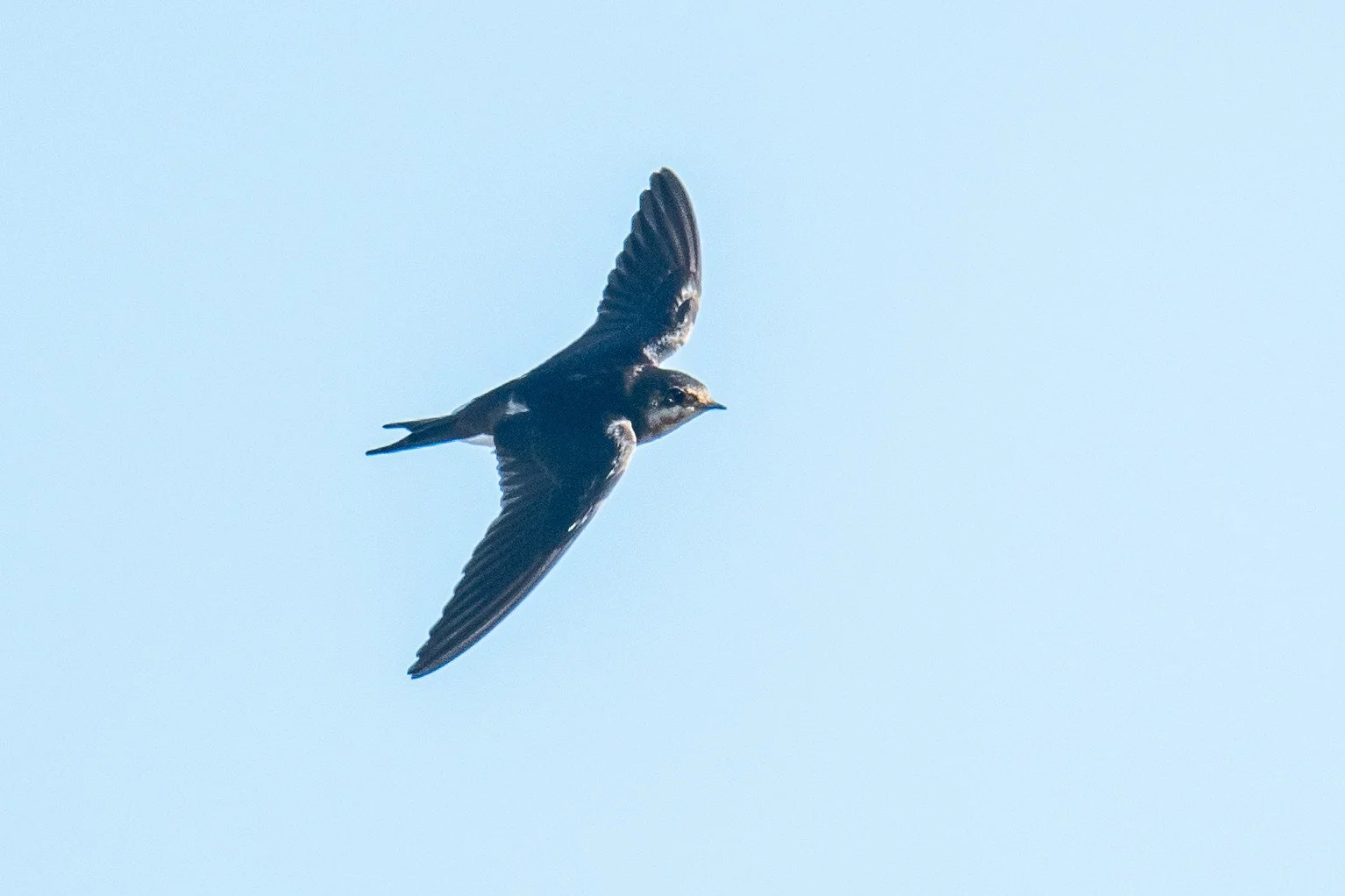Barn Swallow (Hirundo rustica)