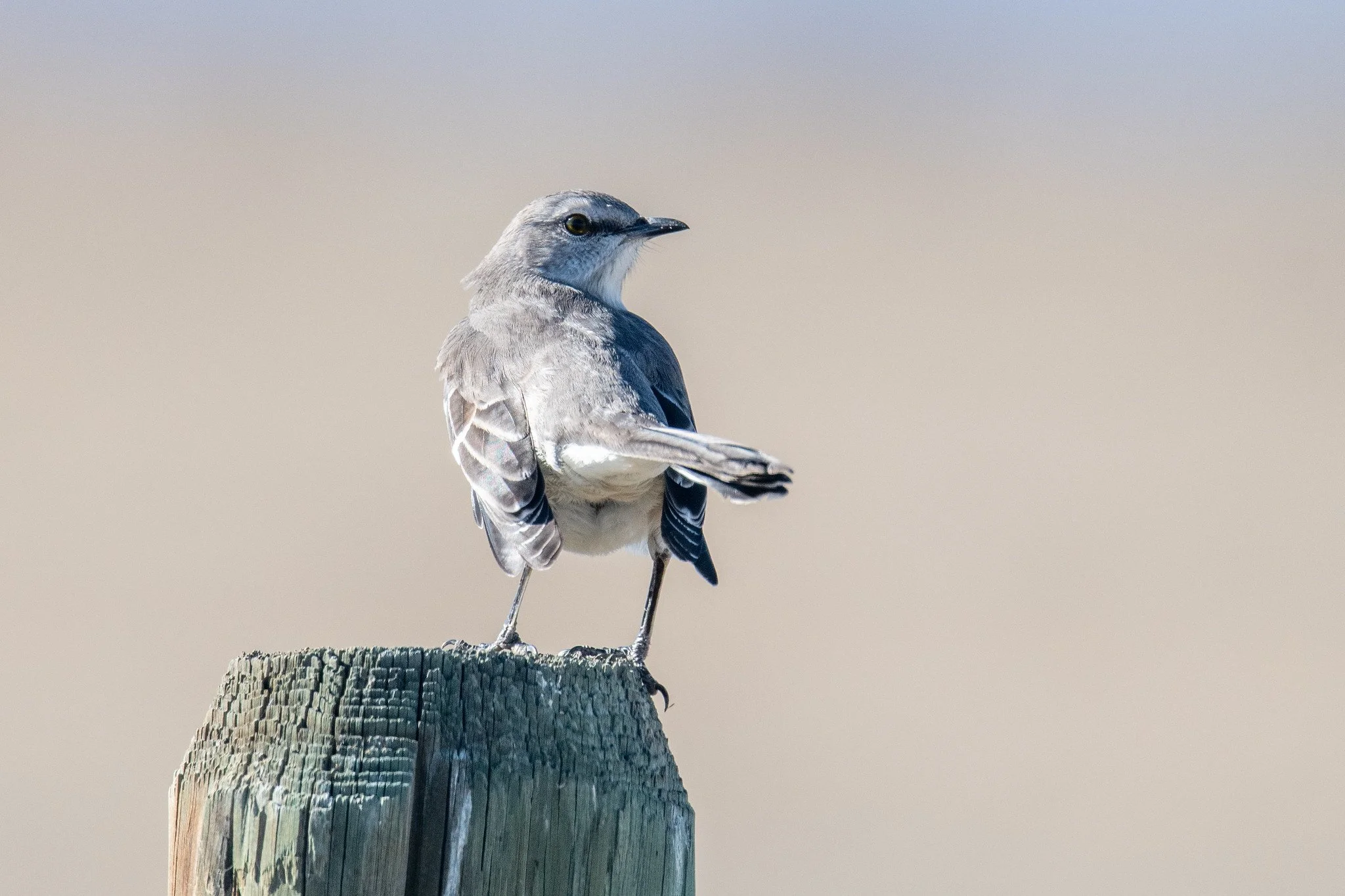 Northern Mockingbird (Mimus polyglottos)