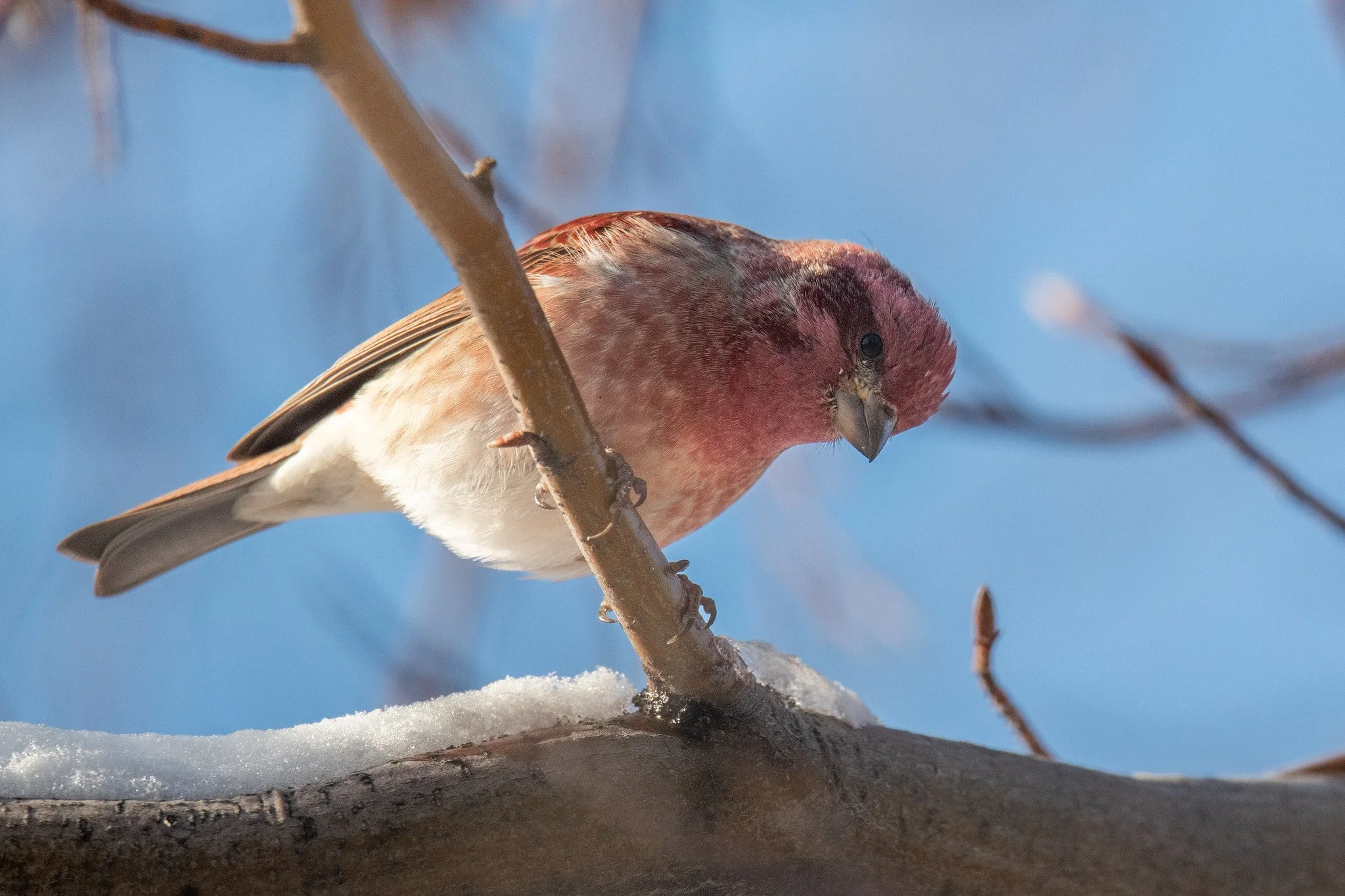 Purple Finch (Haemorhous purpureus)
