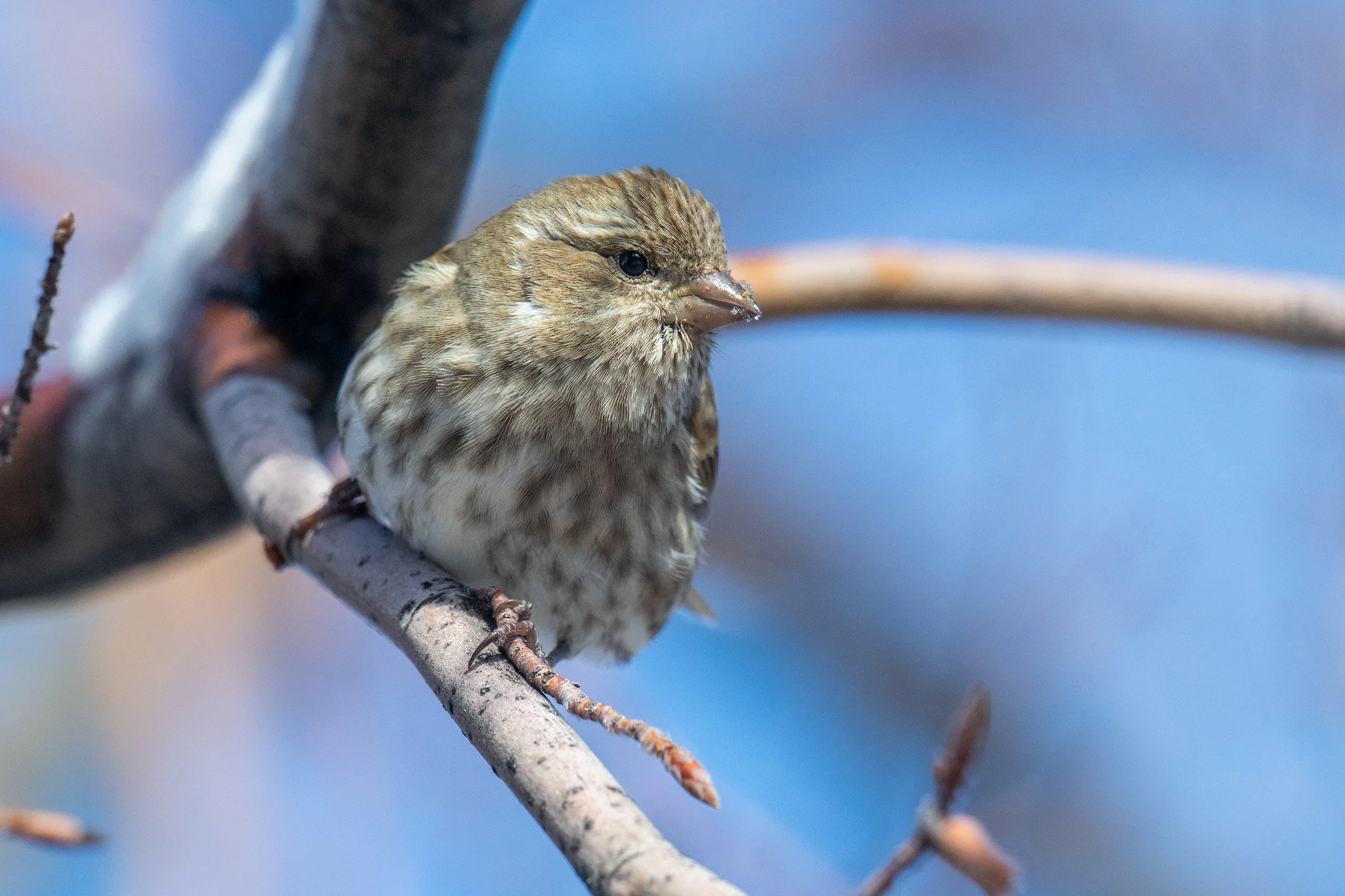Purple Finch (Haemorhous purpureus)