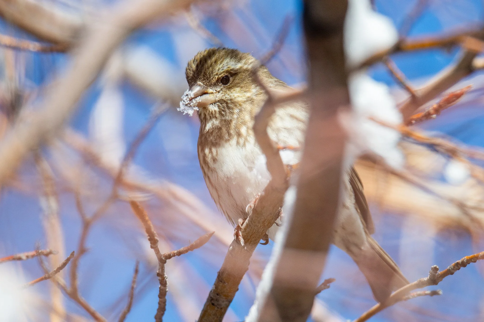 Purple Finch (Haemorhous purpureus)