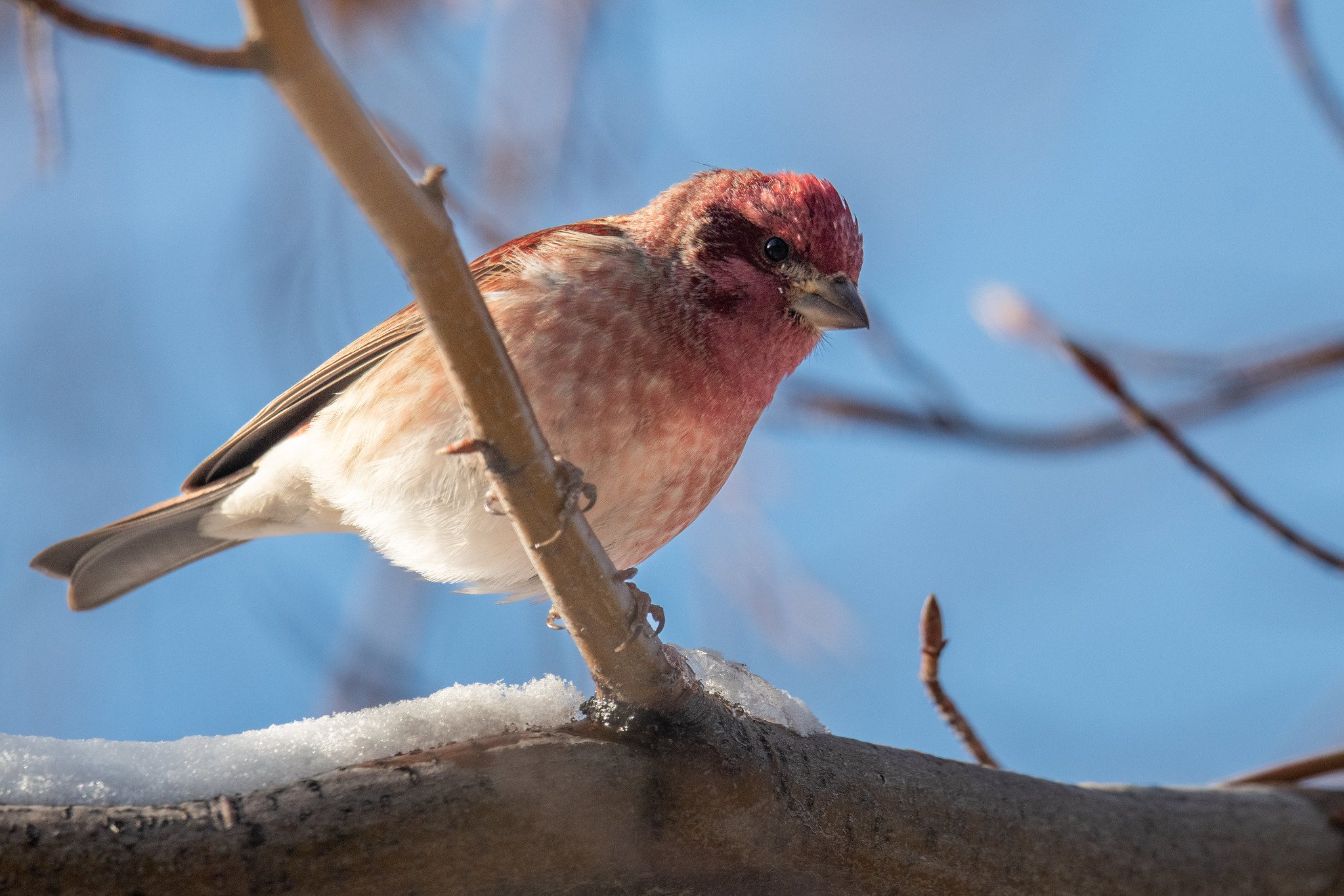 Purple Finch (Haemorhous purpureus)