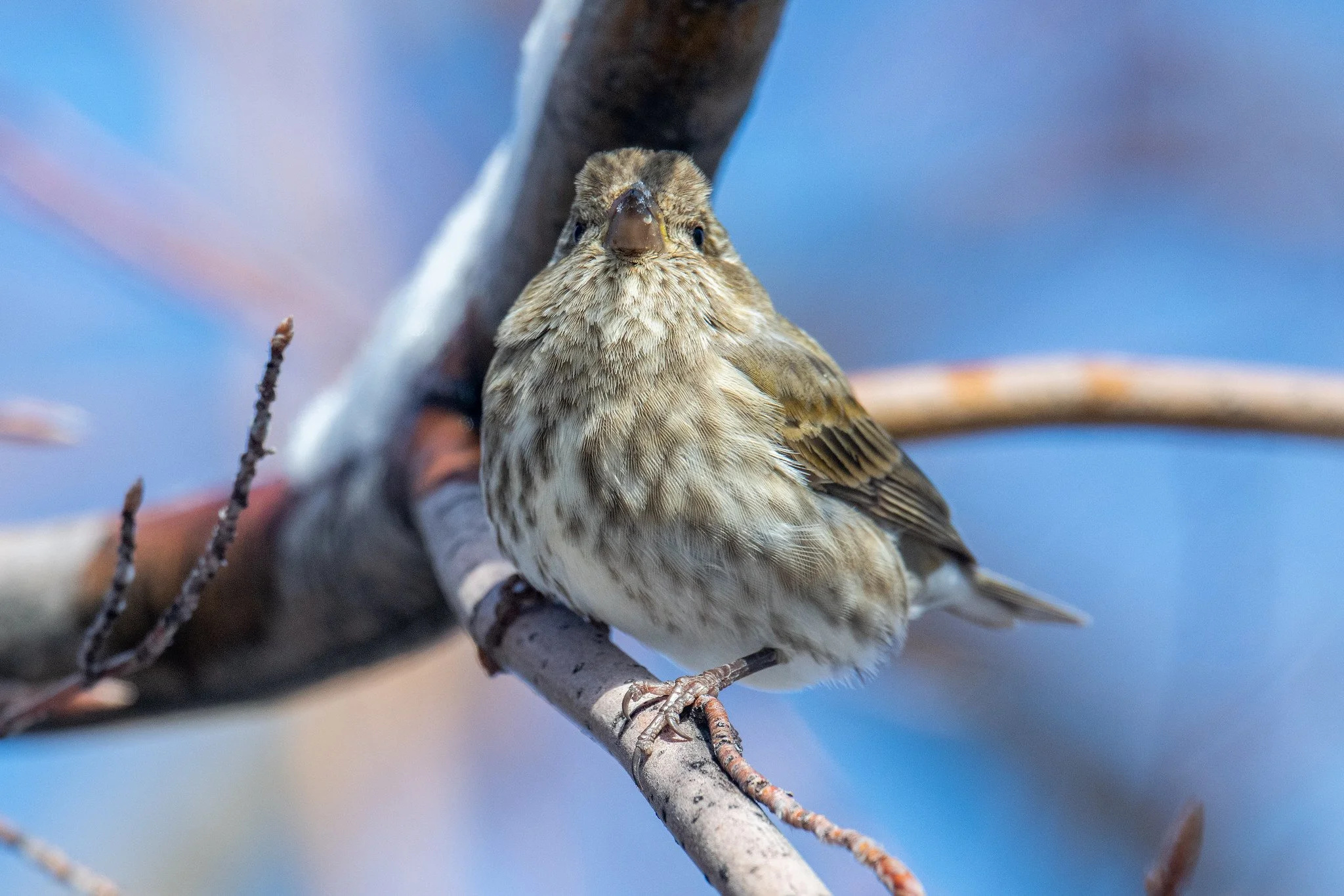 Purple Finch (Haemorhous purpureus)
