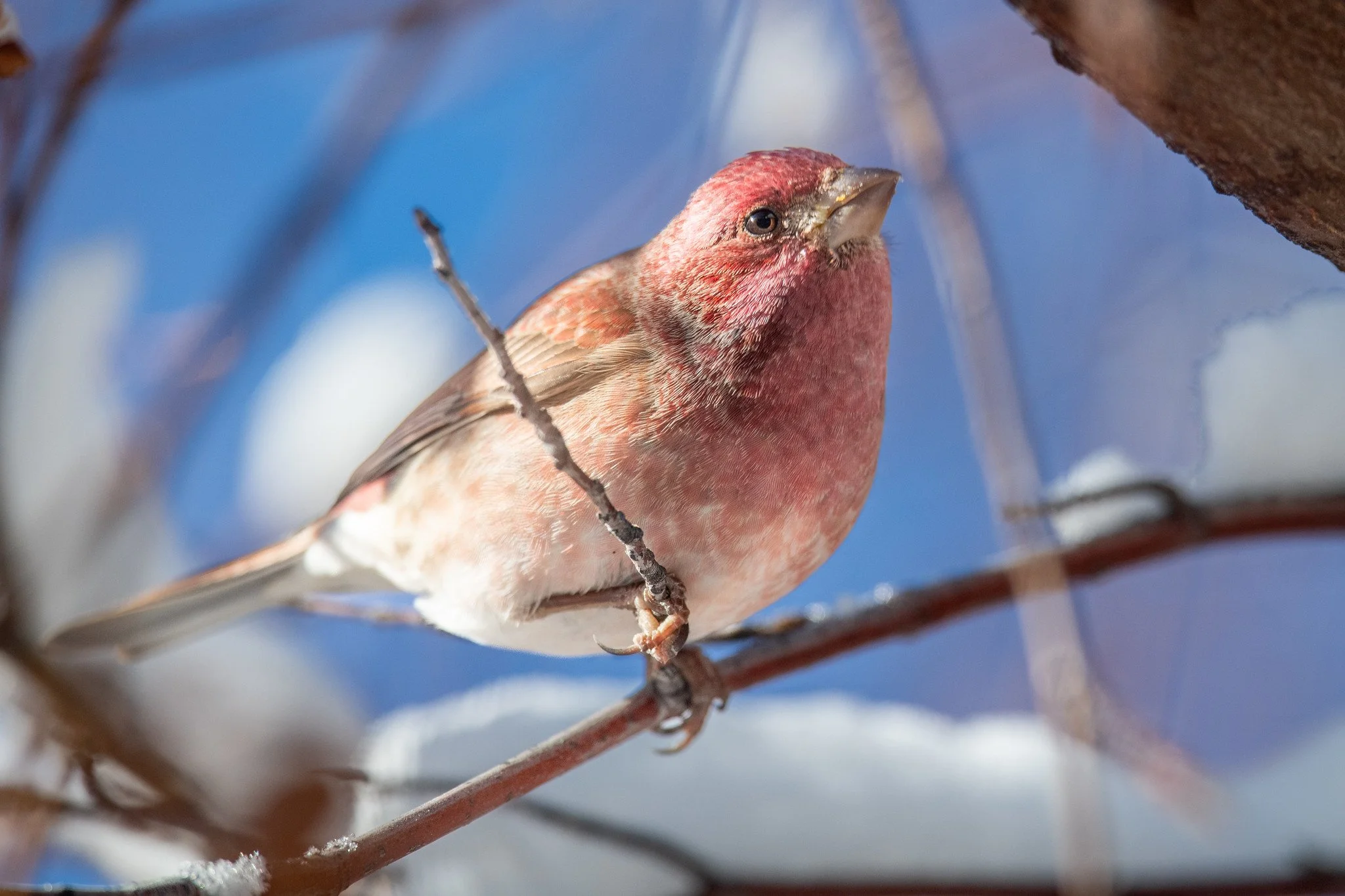Purple Finch (Haemorhous purpureus)