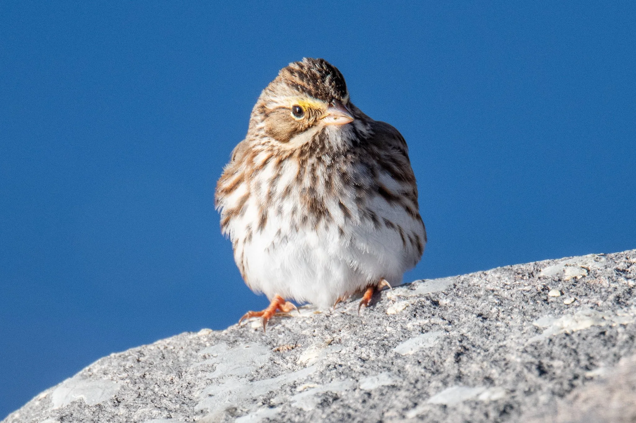 Savannah Sparrow (Passerculus sandwichensis)