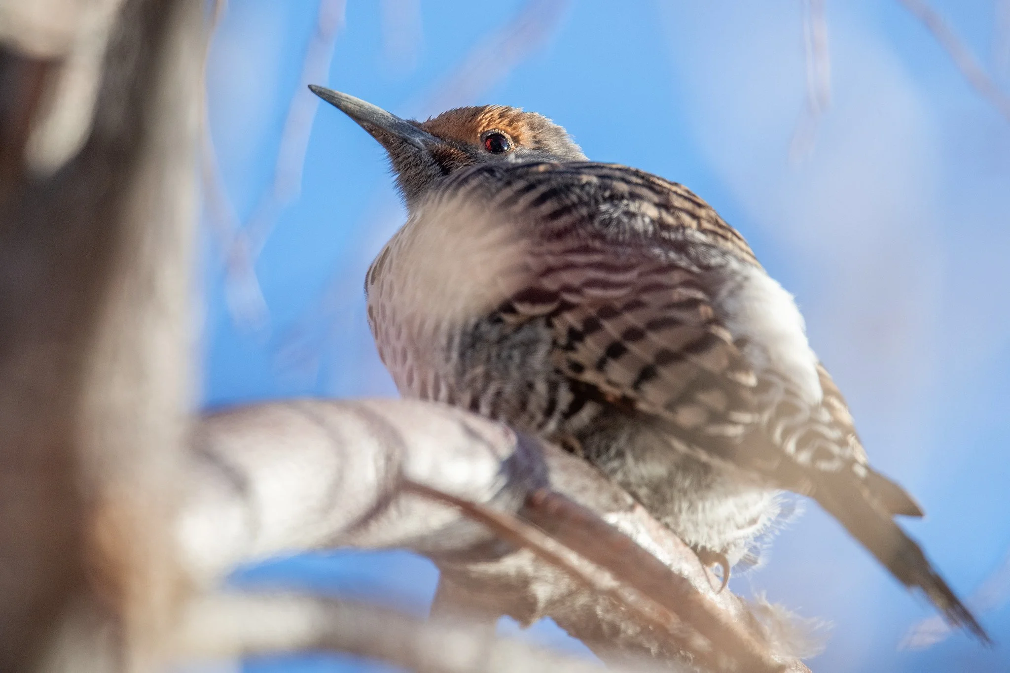 Northern Flicker, Red-shafted (Colaptes auratus [cafer Group])