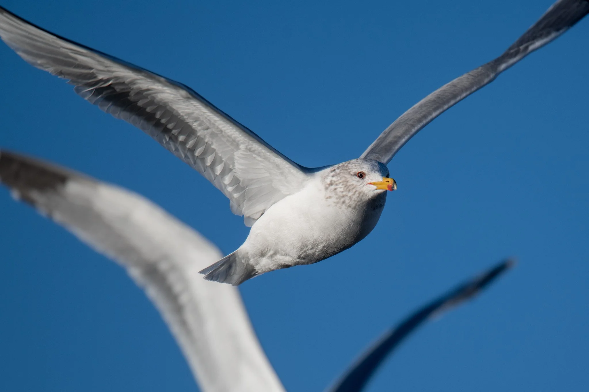 California Gull (Larus californicus)