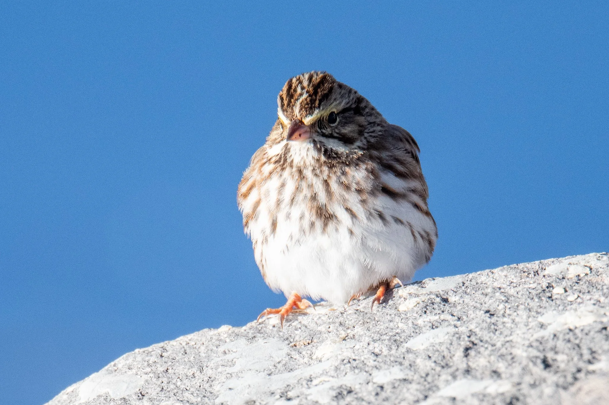 Savannah Sparrow (Passerculus sandwichensis)