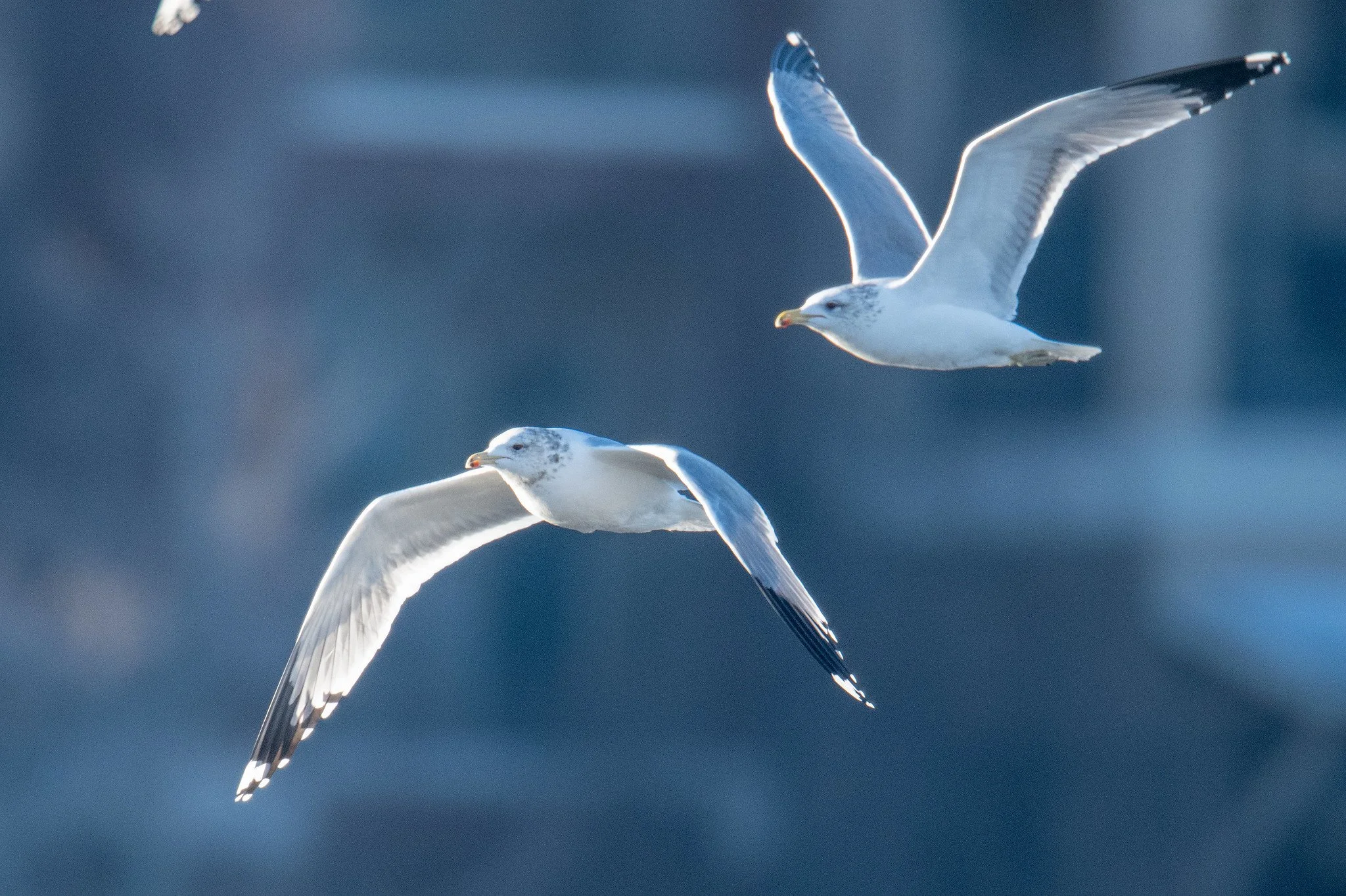 California Gull (Larus californicus)