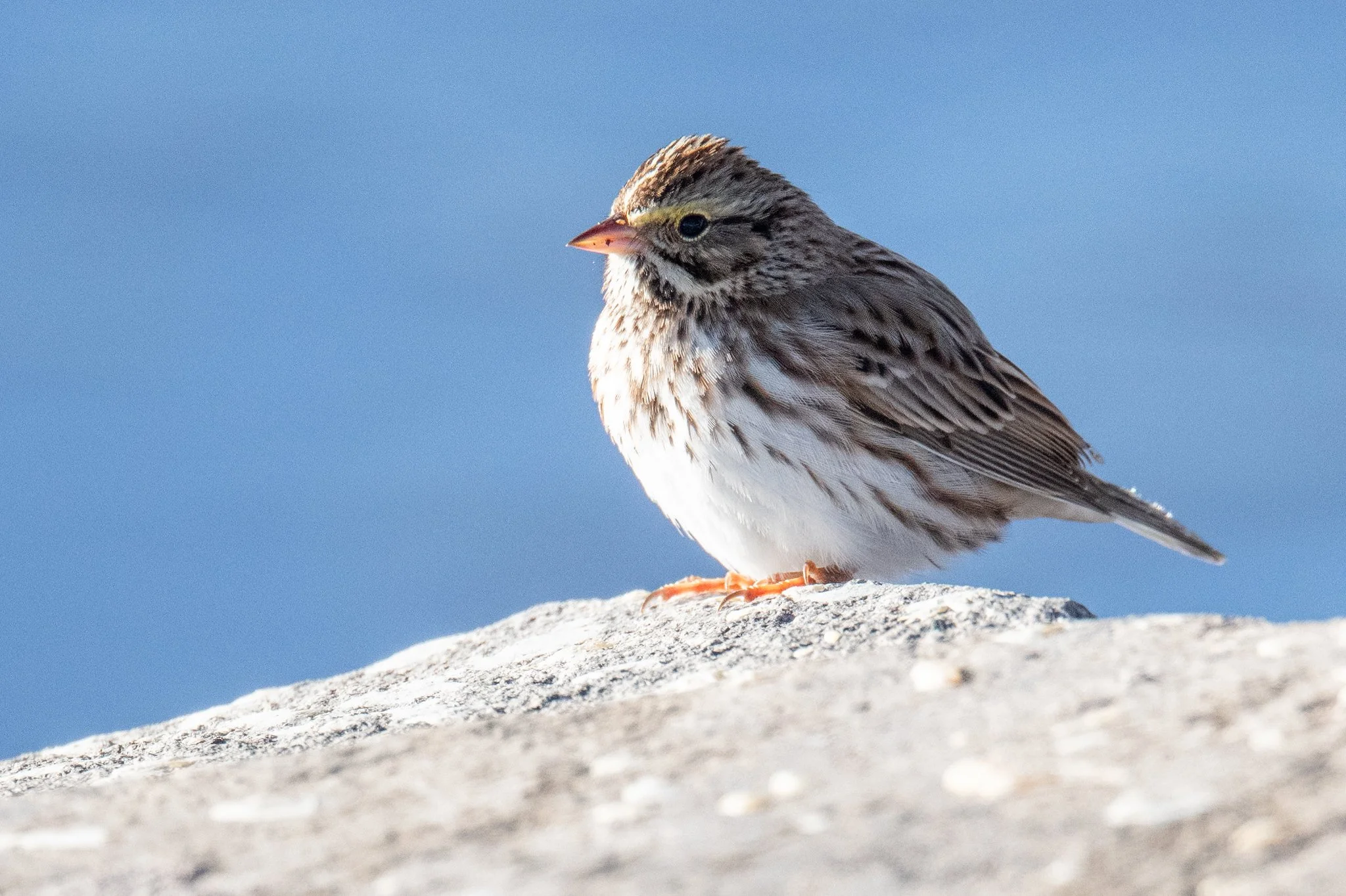 Savannah Sparrow (Passerculus sandwichensis)