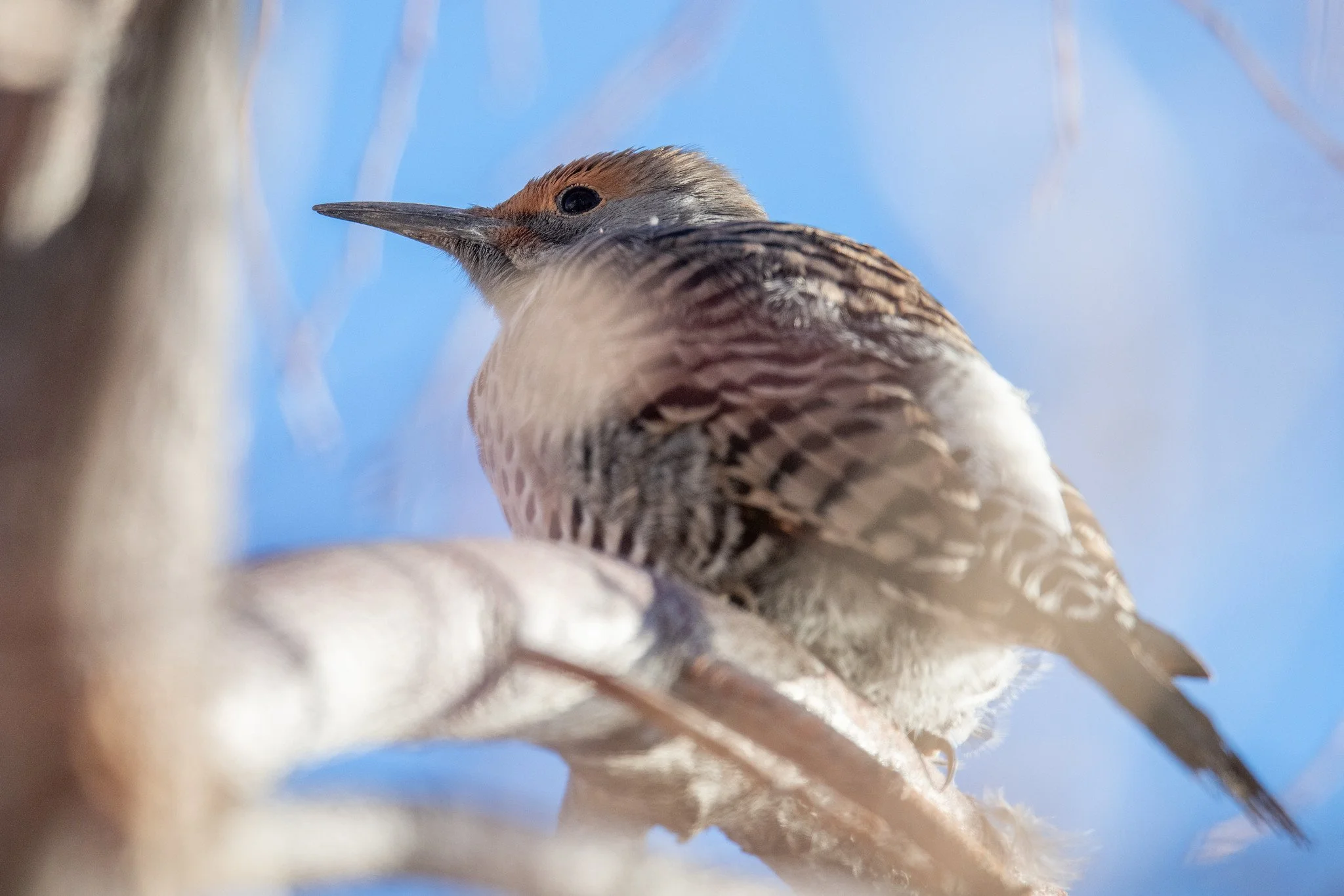 Northern Flicker, Red-shafted (Colaptes auratus [cafer Group])