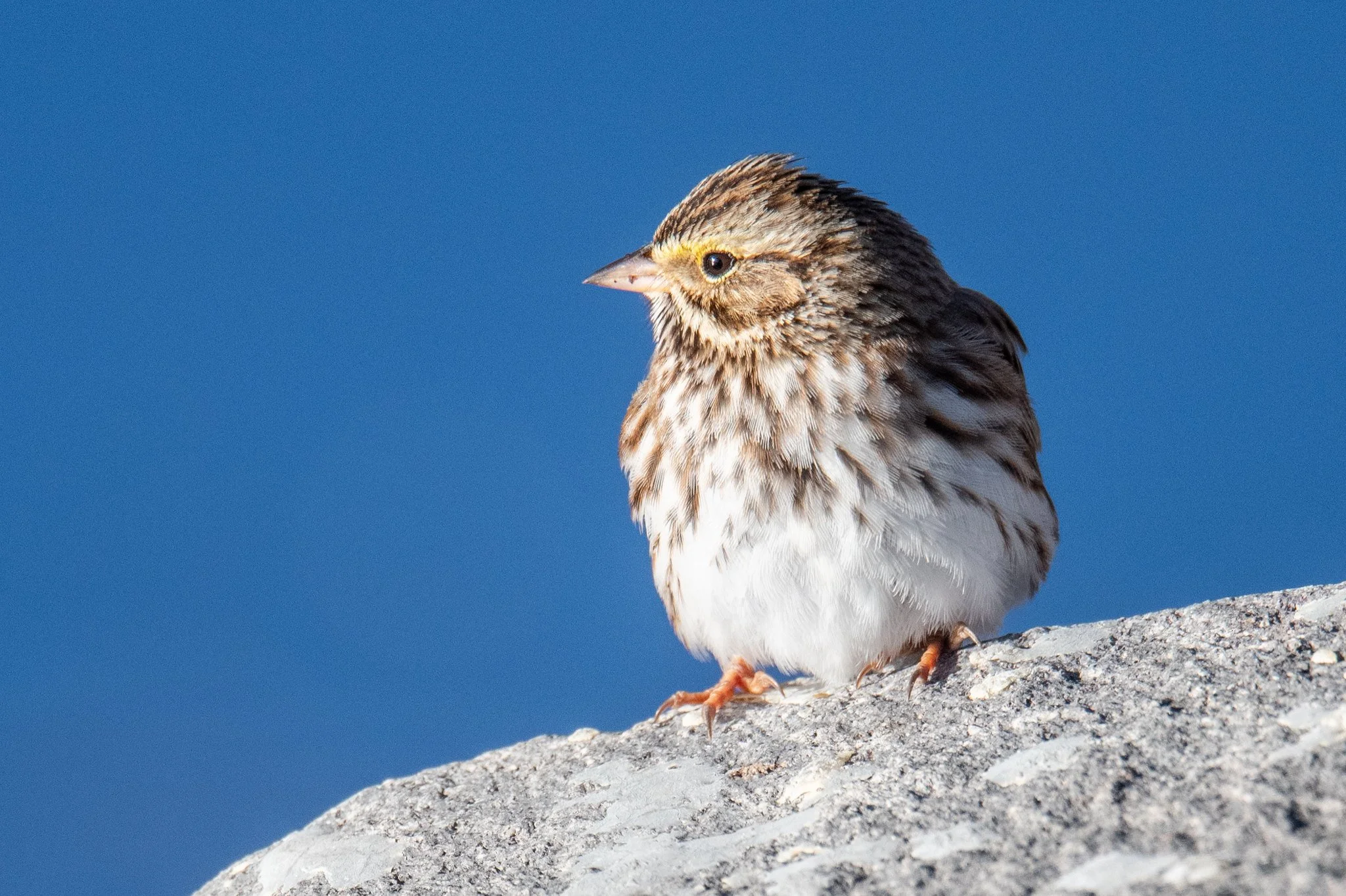 Savannah Sparrow (Passerculus sandwichensis)