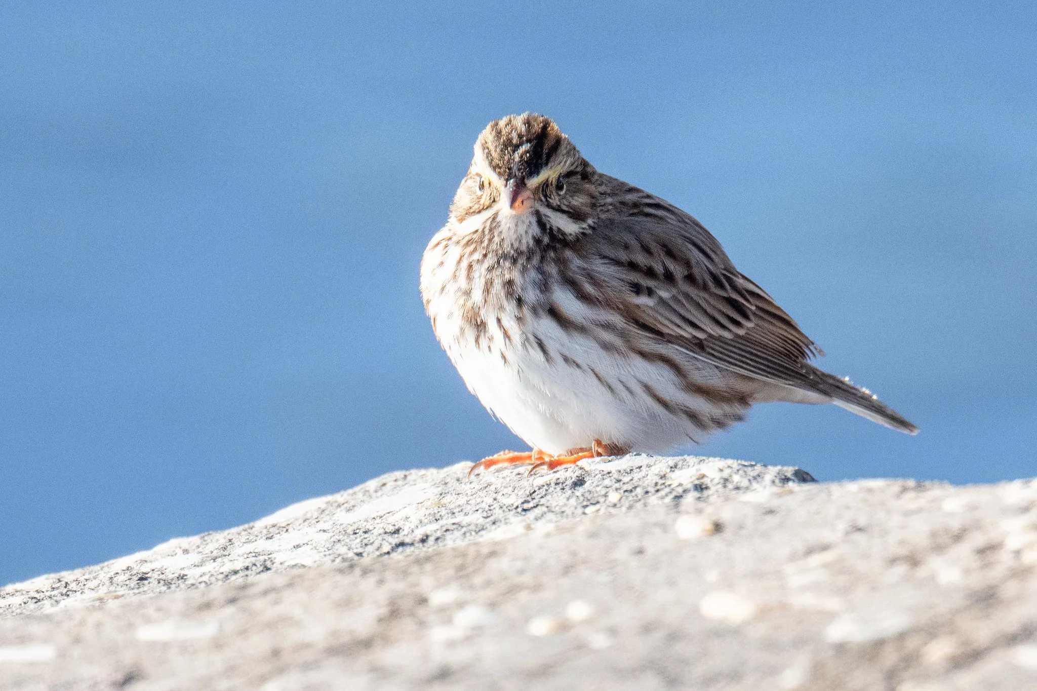 Savannah Sparrow (Passerculus sandwichensis)