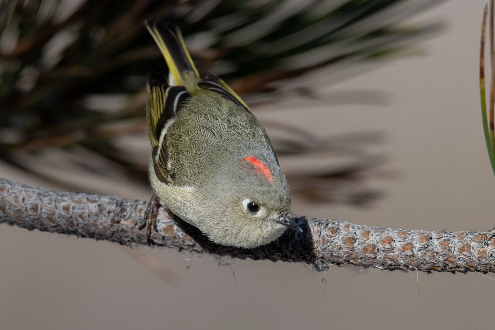 39°27'16.2"N 119°44'09.1"W