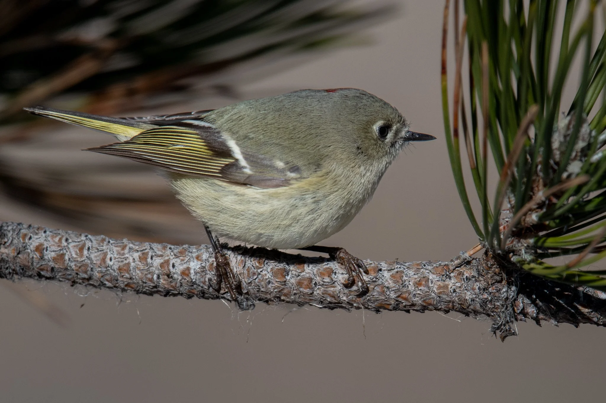 39°27'16.2"N 119°44'09.1"W